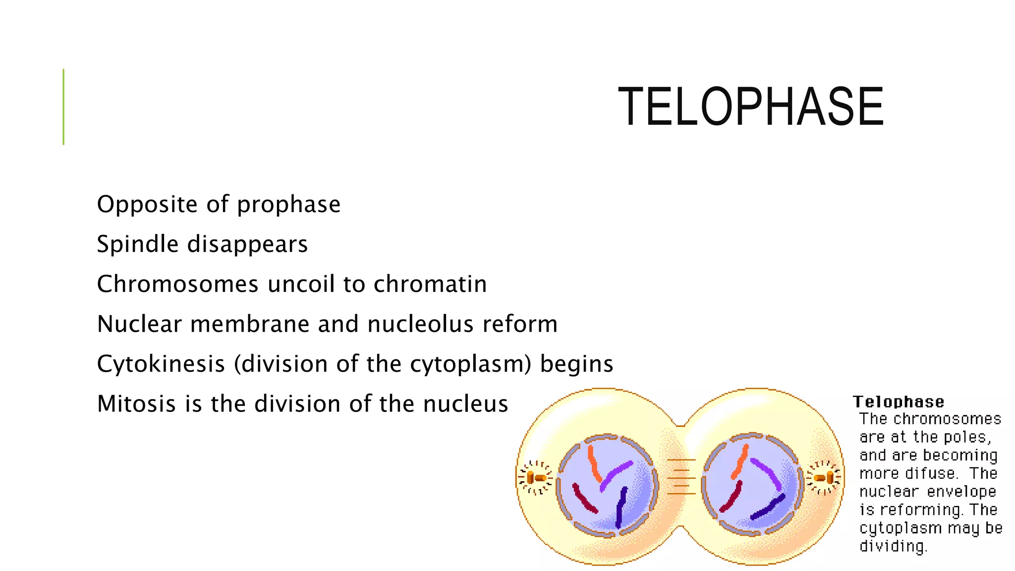 TELOPHASE
Opposite of prophase
Spindle disappears
Chromosomes uncoil to chromatin
Nuclear membrane and nucleolus reform
Cytokinesis (division of the cytoplasm) begins
Mitosis is the division of the nucleus
 