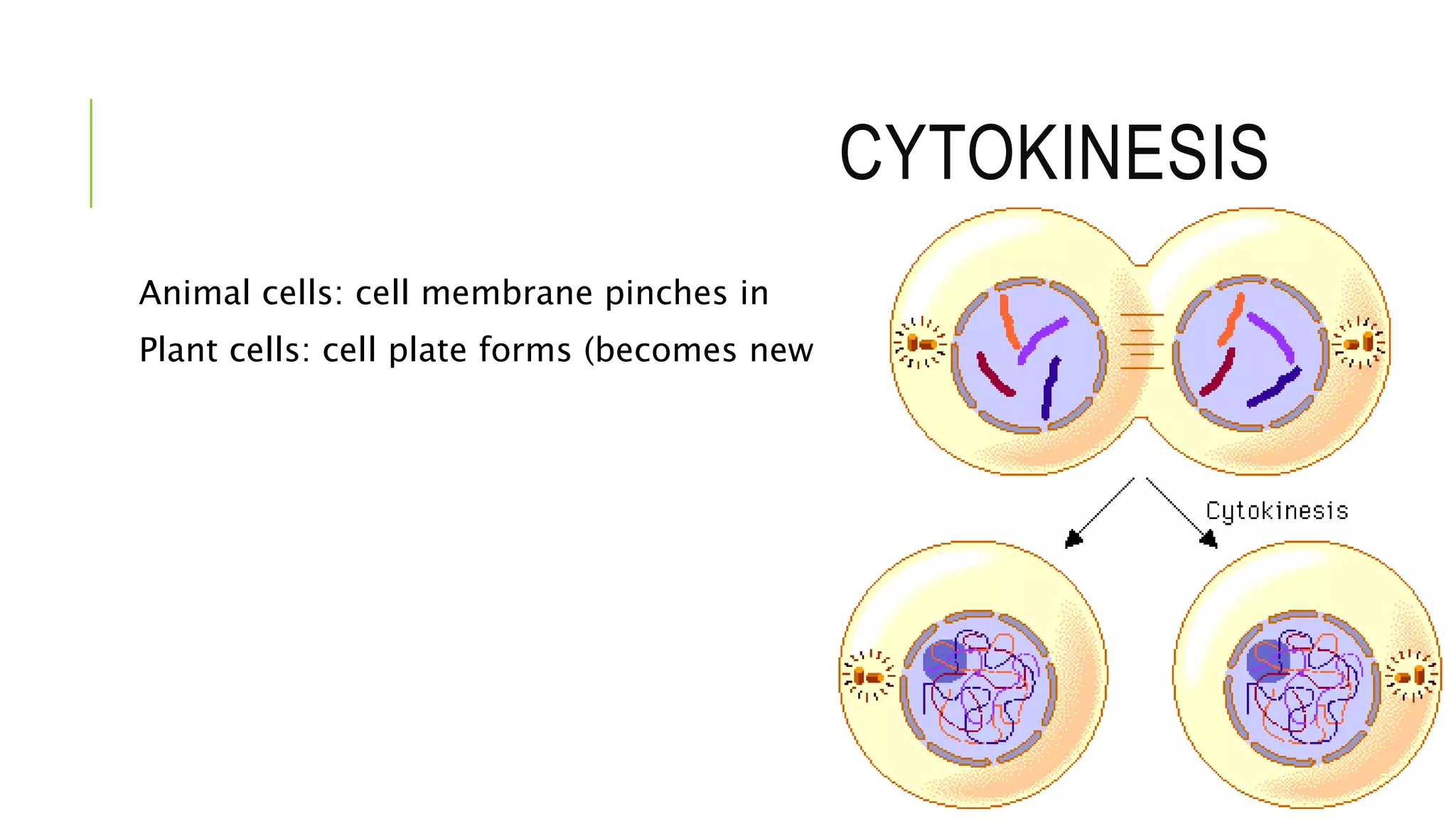 CYTOKINESIS
Animal cells: cell membrane pinches in
Plant cells: cell plate forms (becomes new cell)
 
