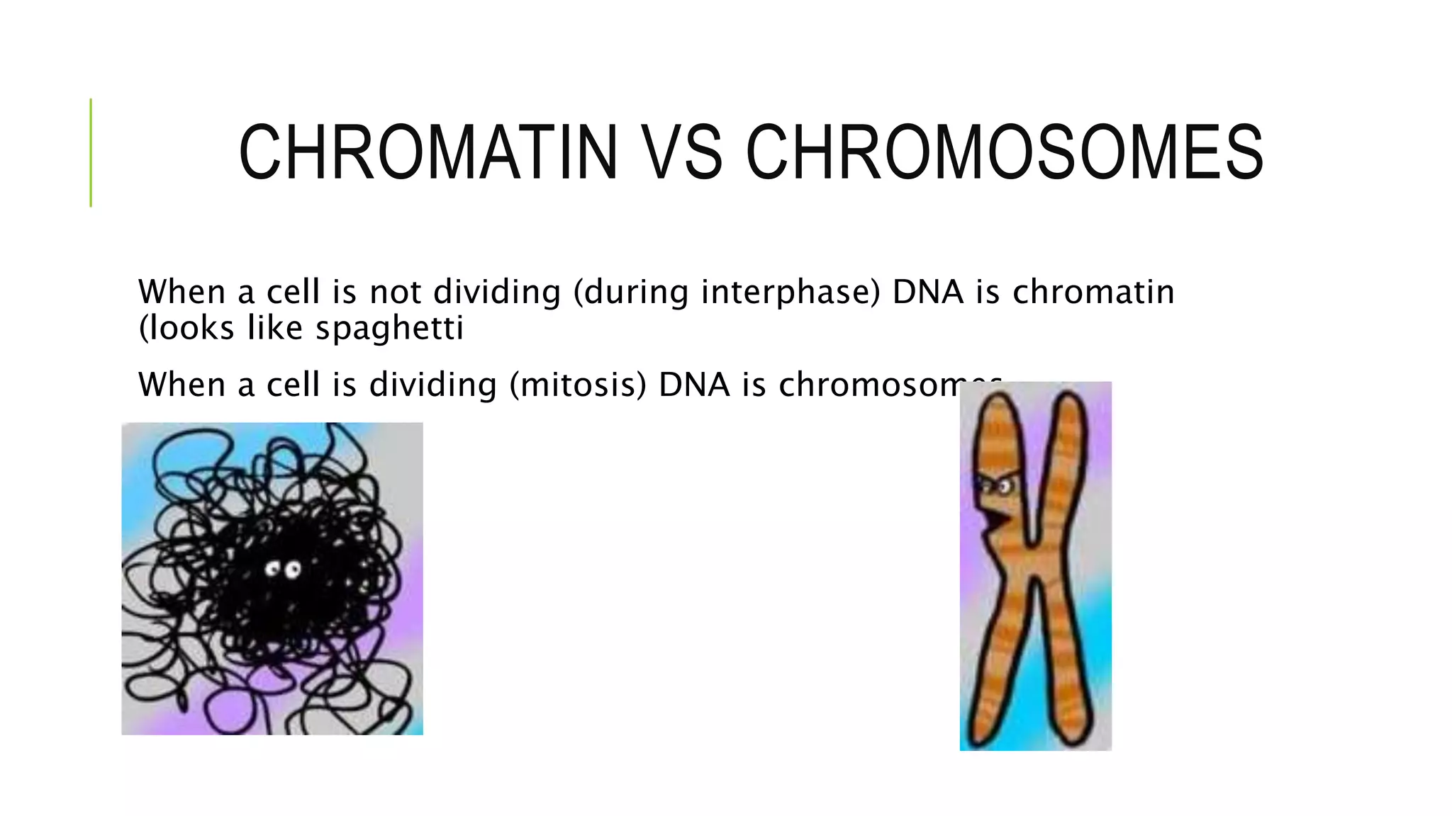 CHROMATIN VS CHROMOSOMES
When a cell is not dividing (during interphase) DNA is chromatin
(looks like spaghetti
When a cell is dividing (mitosis) DNA is chromosomes
 