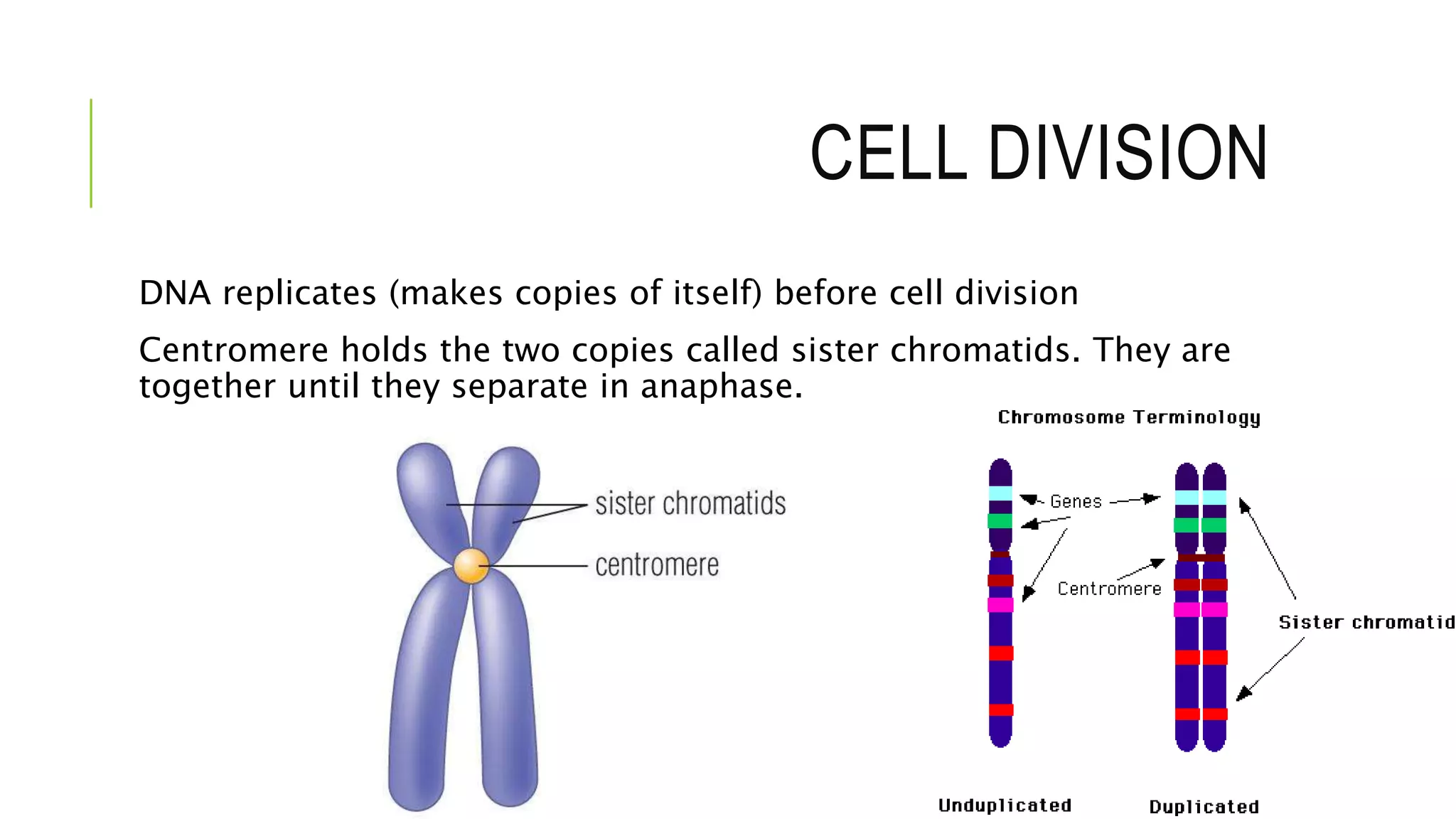 CELL DIVISION
DNA replicates (makes copies of itself) before cell division
Centromere holds the two copies called sister chromatids. They are
together until they separate in anaphase.
 