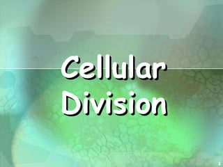 1
CellularCellular
DivisionDivision
 