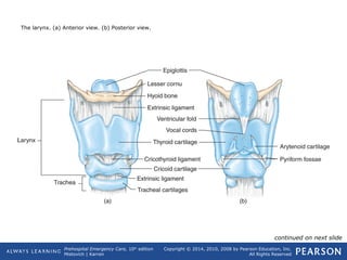 Prehospital Emergency Care, 10th
edition
Mistovich | Karren
Copyright © 2014, 2010, 2008 by Pearson Education, Inc.
All Rights Reserved
The larynx. (a) Anterior view. (b) Posterior view.
continued on next slide
 