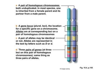 Locus In Biology mendelian genetics.ppt