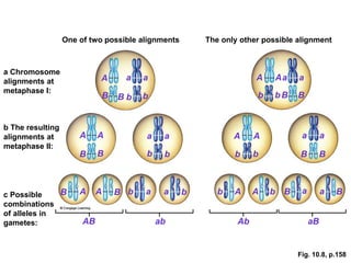 mendelian genetics.ppt