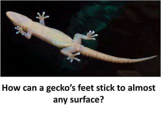 Section 10.1
Intermolecular Forces
How can a gecko’s feet stick to almost
any surface?
 