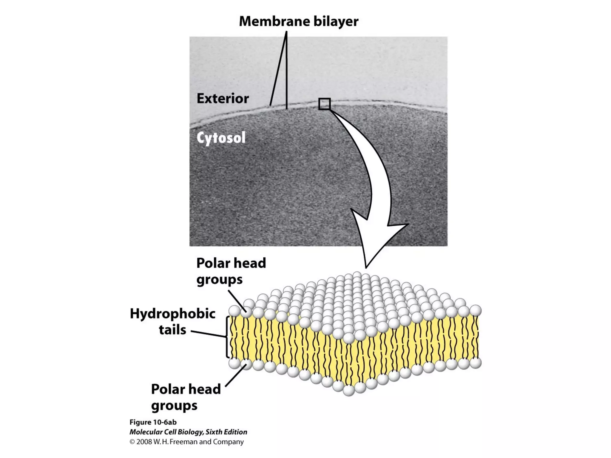 Chapter10 biomembranestructure-140105093829-phpapp02