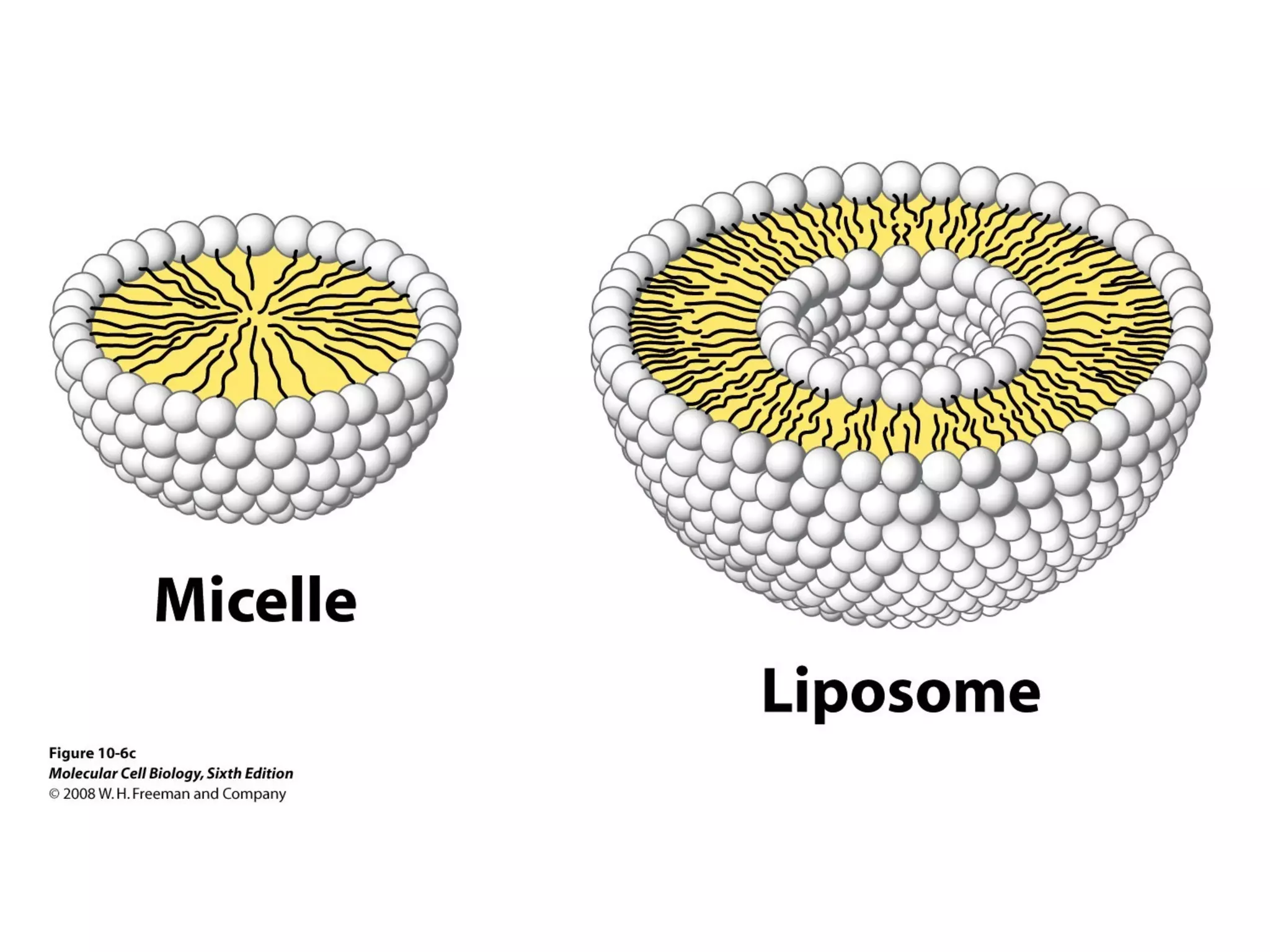 Chapter10 biomembranestructure-140105093829-phpapp02