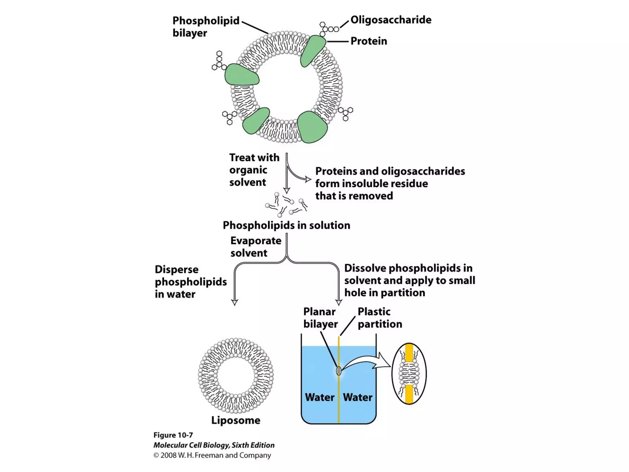 Chapter10 biomembranestructure-140105093829-phpapp02