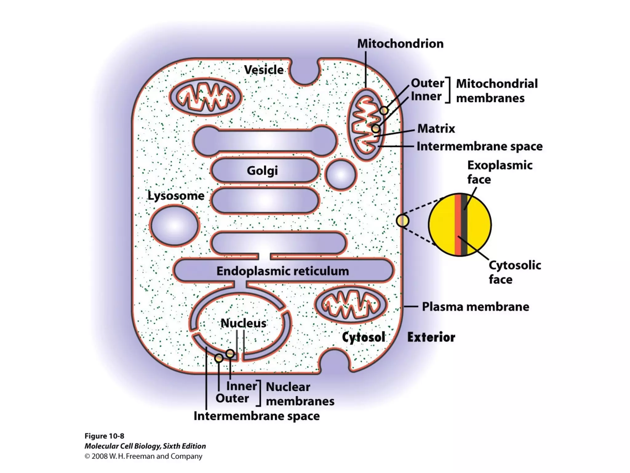 Chapter10 biomembranestructure-140105093829-phpapp02