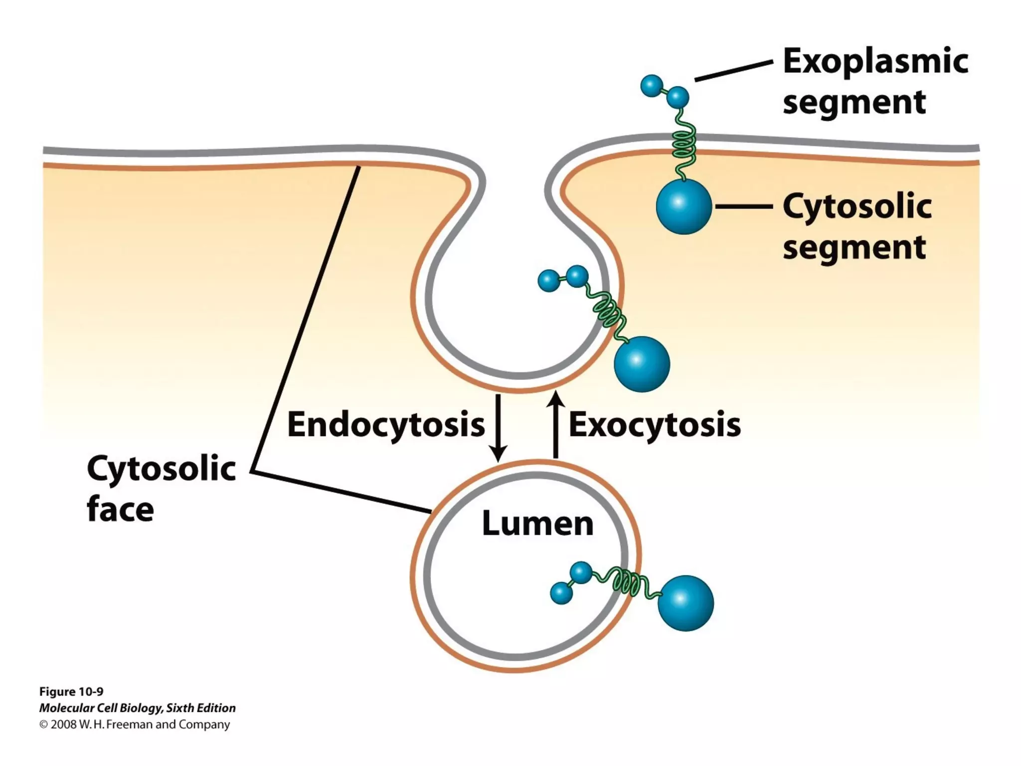 Chapter10 biomembranestructure-140105093829-phpapp02
