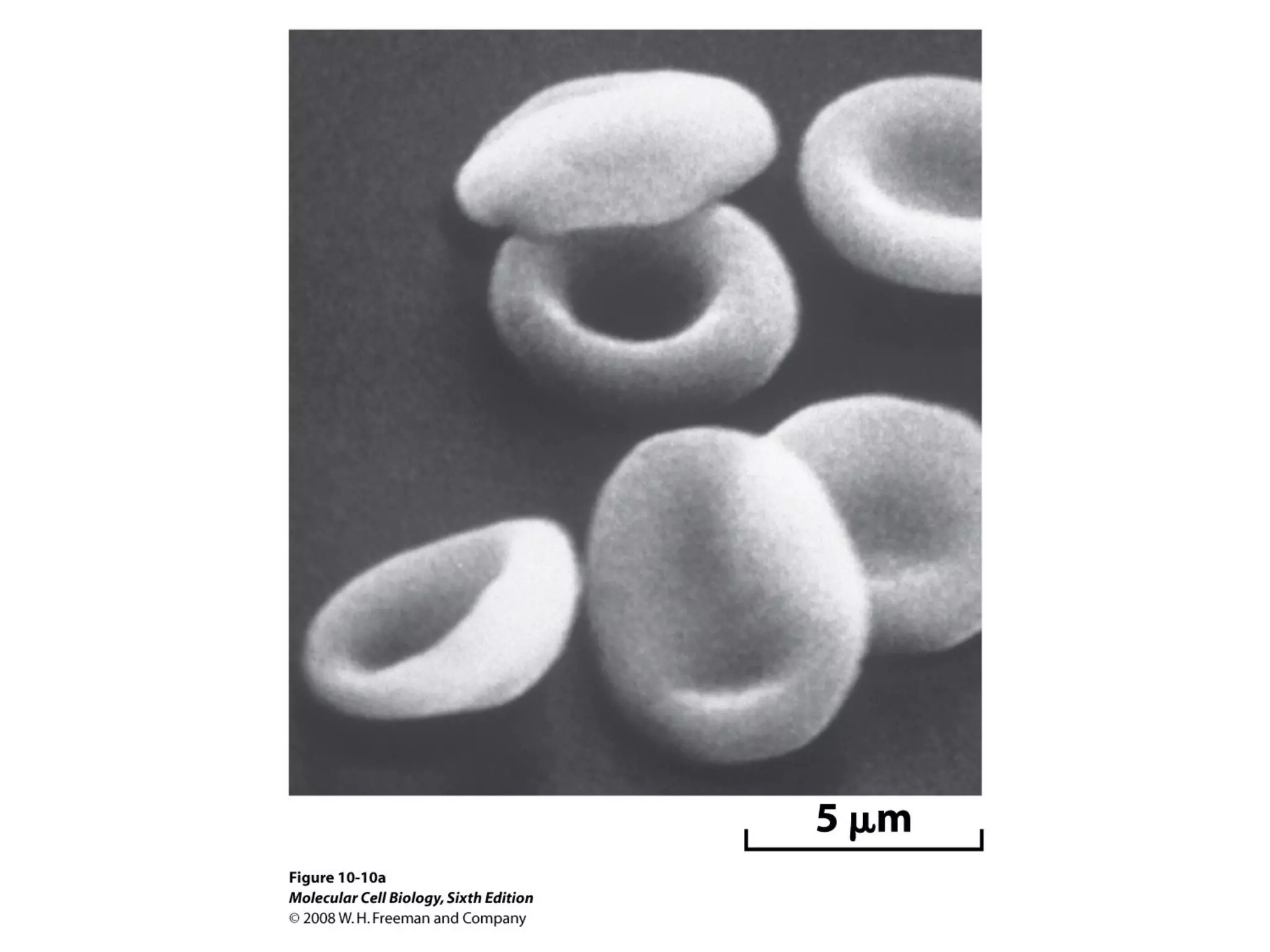 Chapter10 biomembranestructure-140105093829-phpapp02