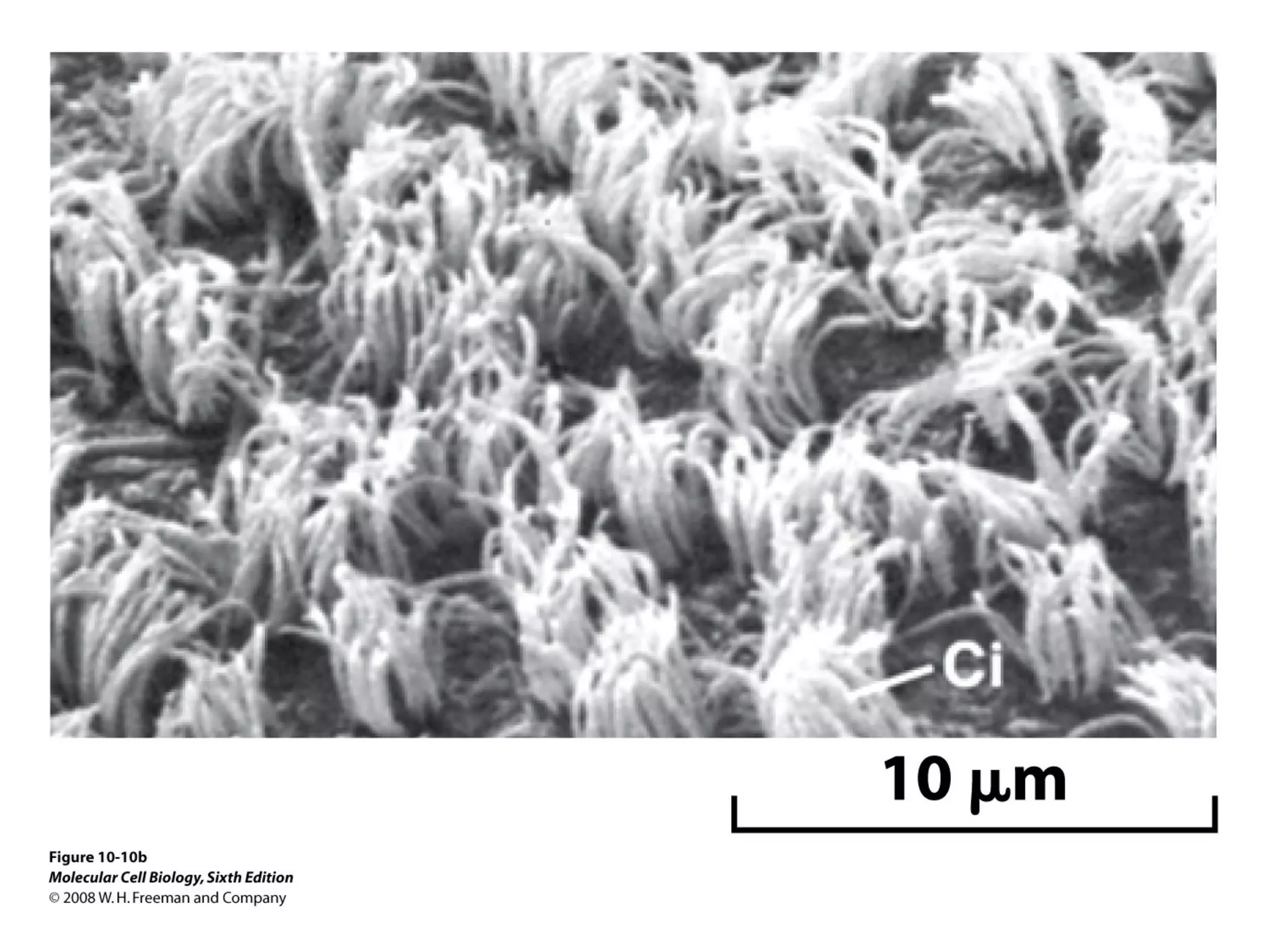 Chapter10 biomembranestructure-140105093829-phpapp02