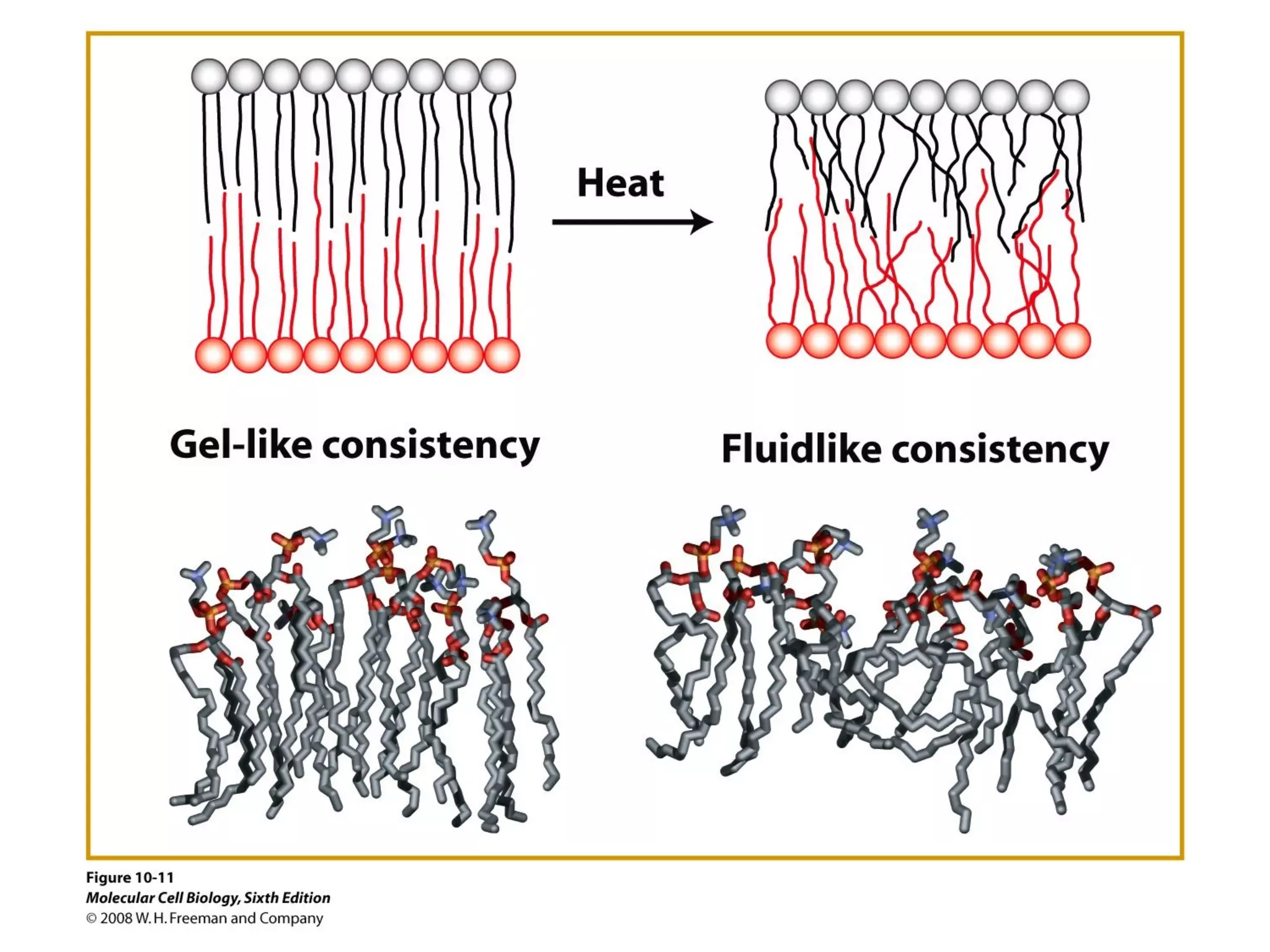 Chapter10 biomembranestructure-140105093829-phpapp02