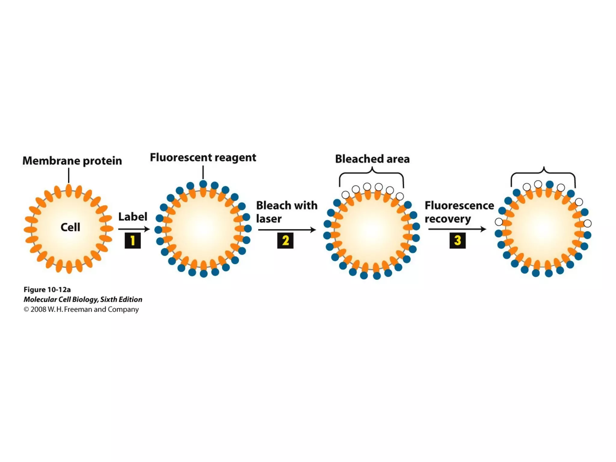Chapter10 biomembranestructure-140105093829-phpapp02