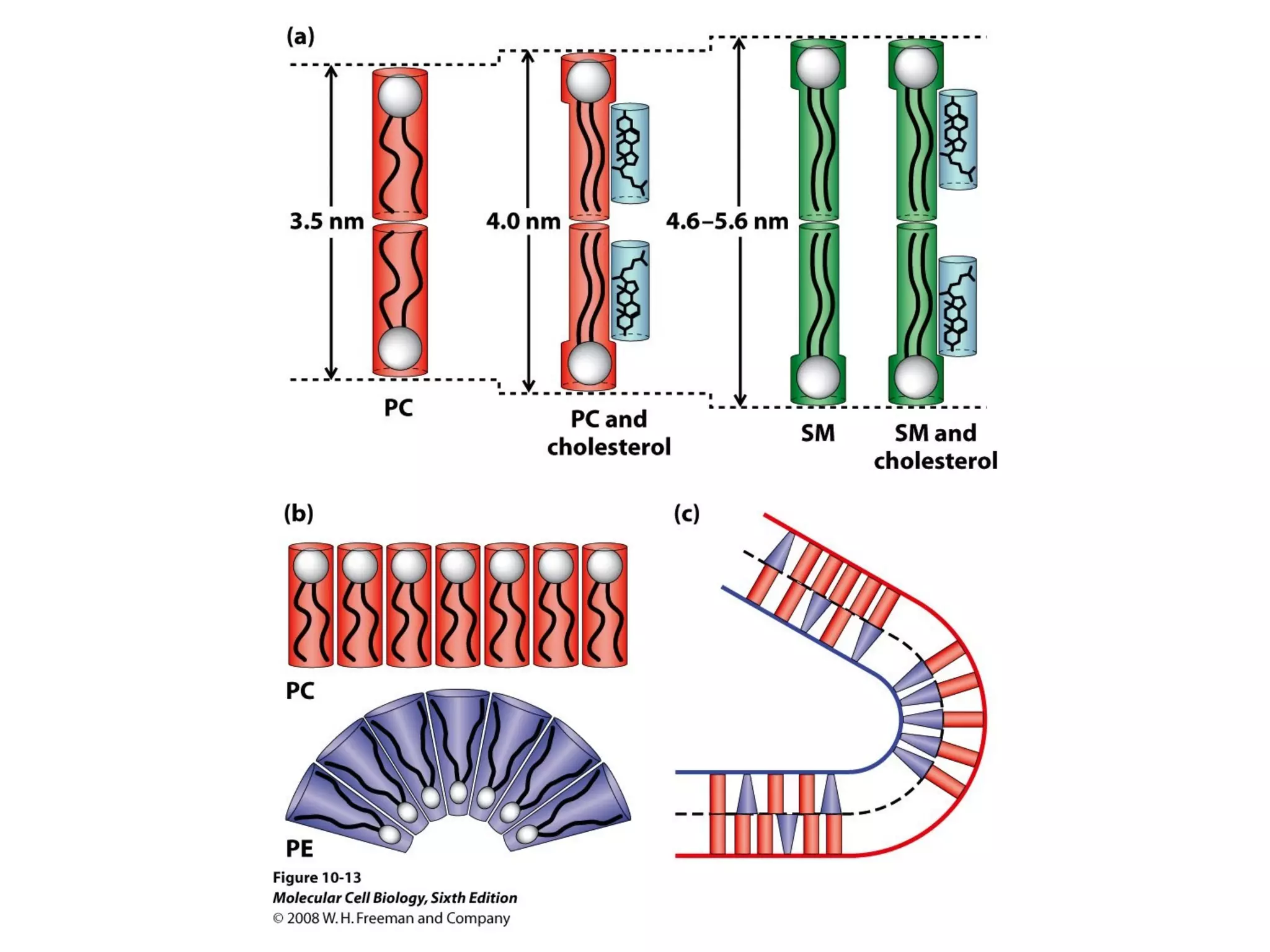 Chapter10 biomembranestructure-140105093829-phpapp02