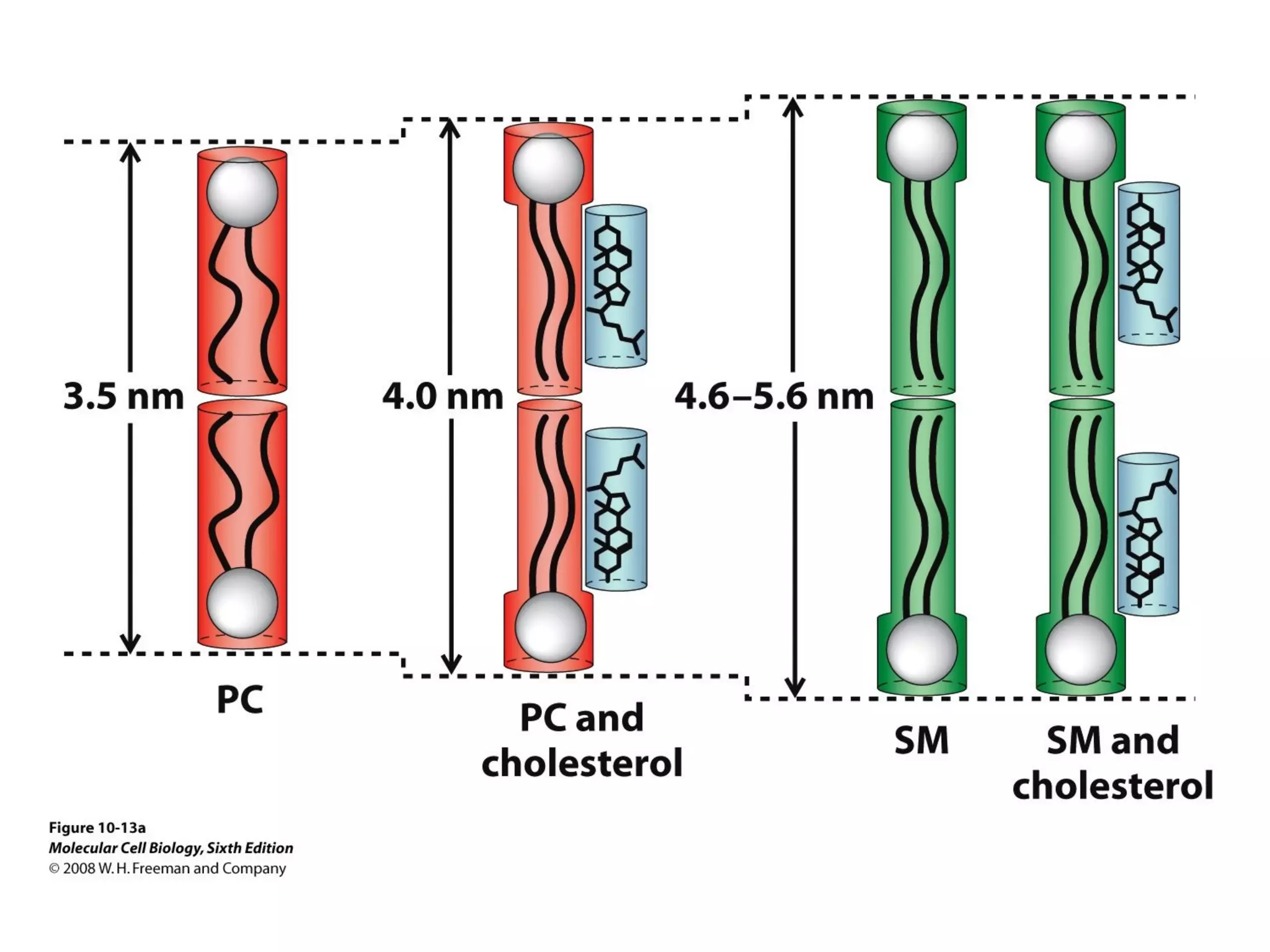 Chapter10 biomembranestructure-140105093829-phpapp02