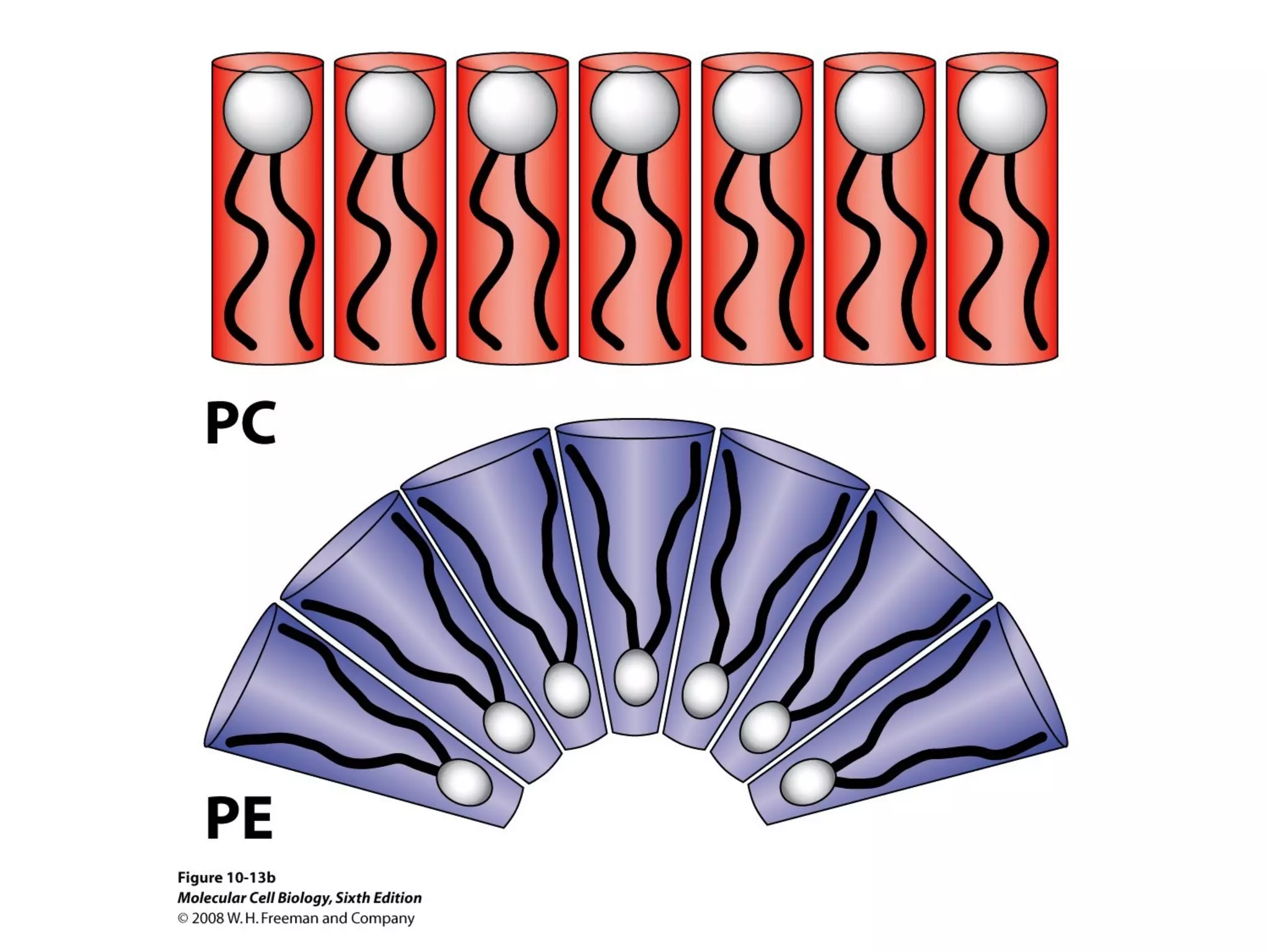 Chapter10 biomembranestructure-140105093829-phpapp02