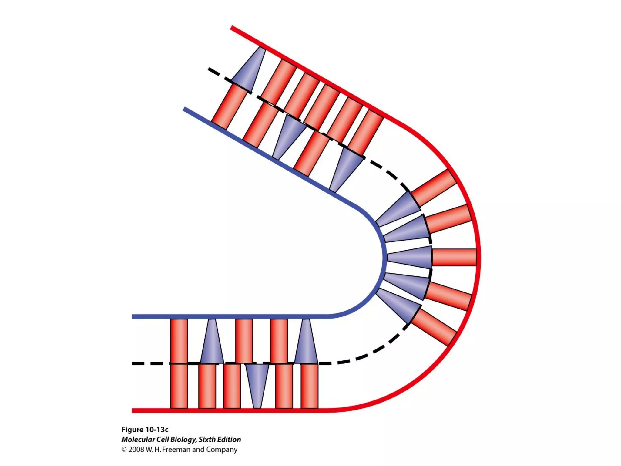 Chapter10 biomembranestructure-140105093829-phpapp02