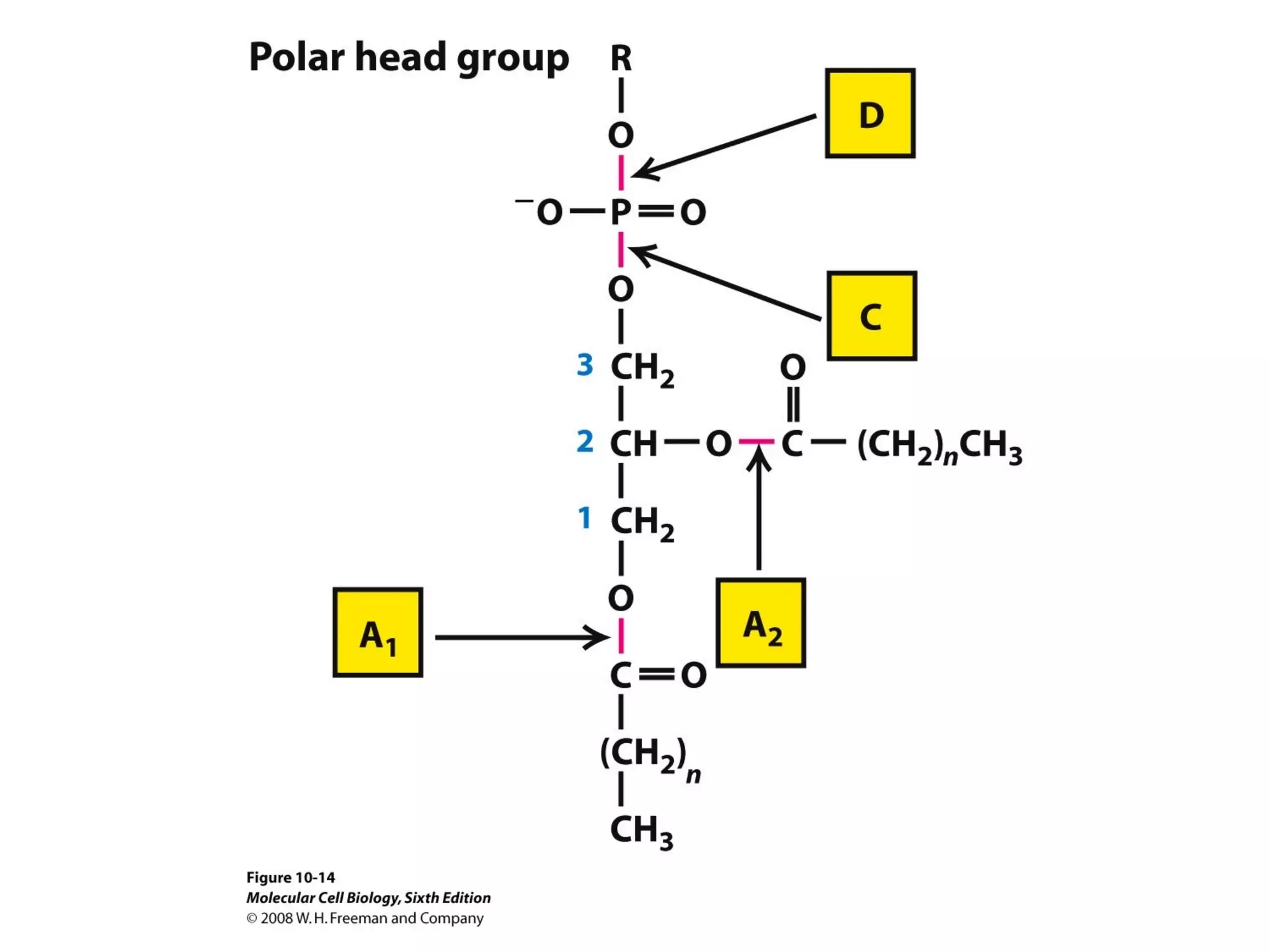 Chapter10 biomembranestructure-140105093829-phpapp02