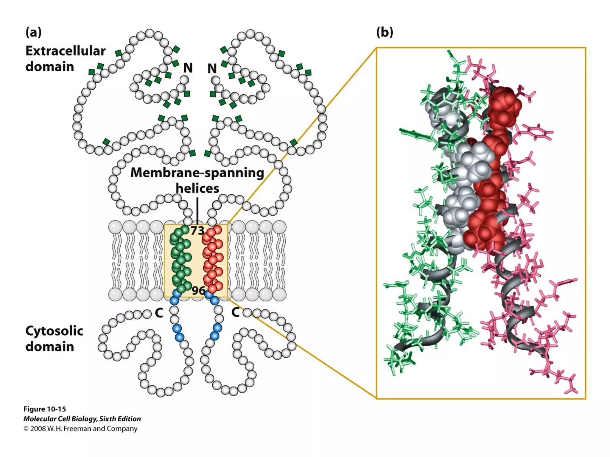 Chapter10 biomembranestructure-140105093829-phpapp02