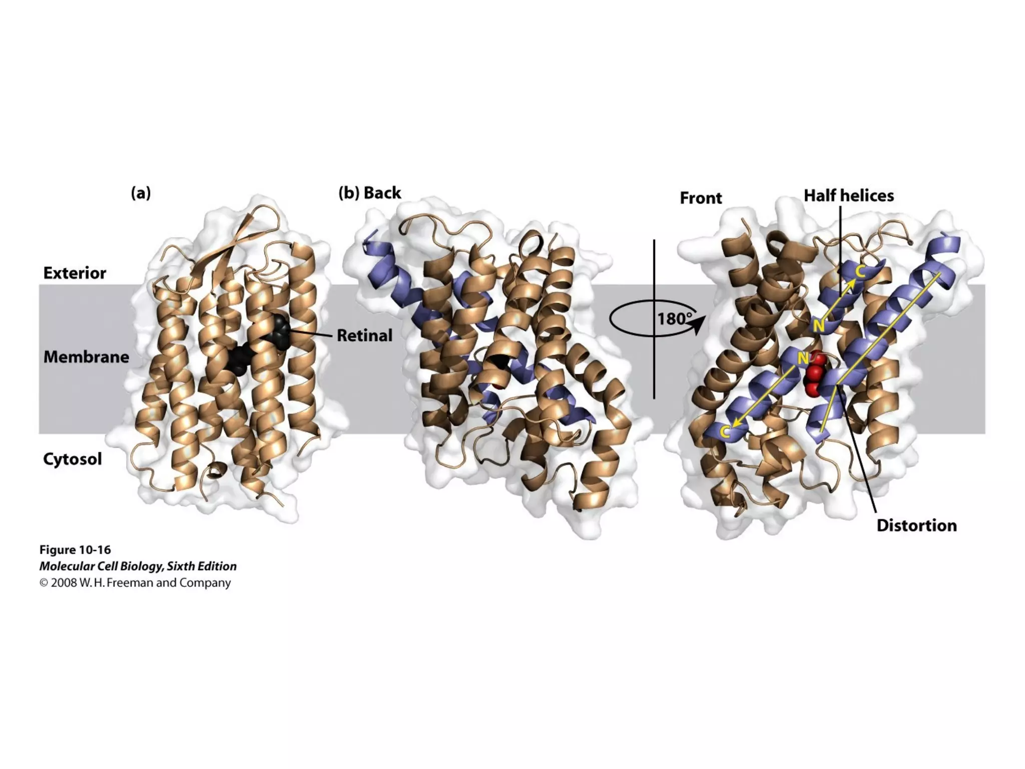 Chapter10 biomembranestructure-140105093829-phpapp02
