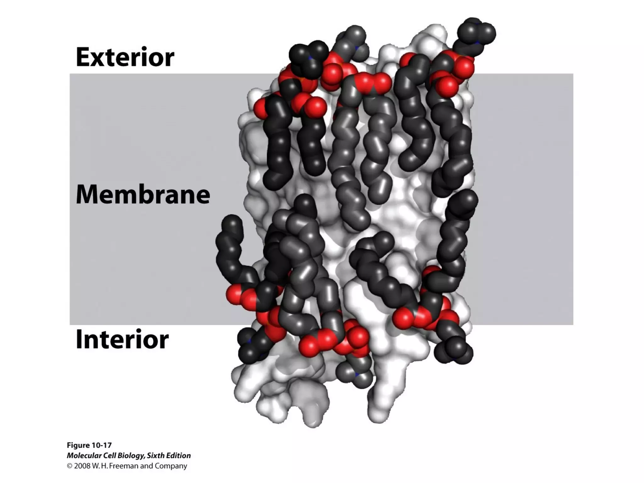 Chapter10 biomembranestructure-140105093829-phpapp02