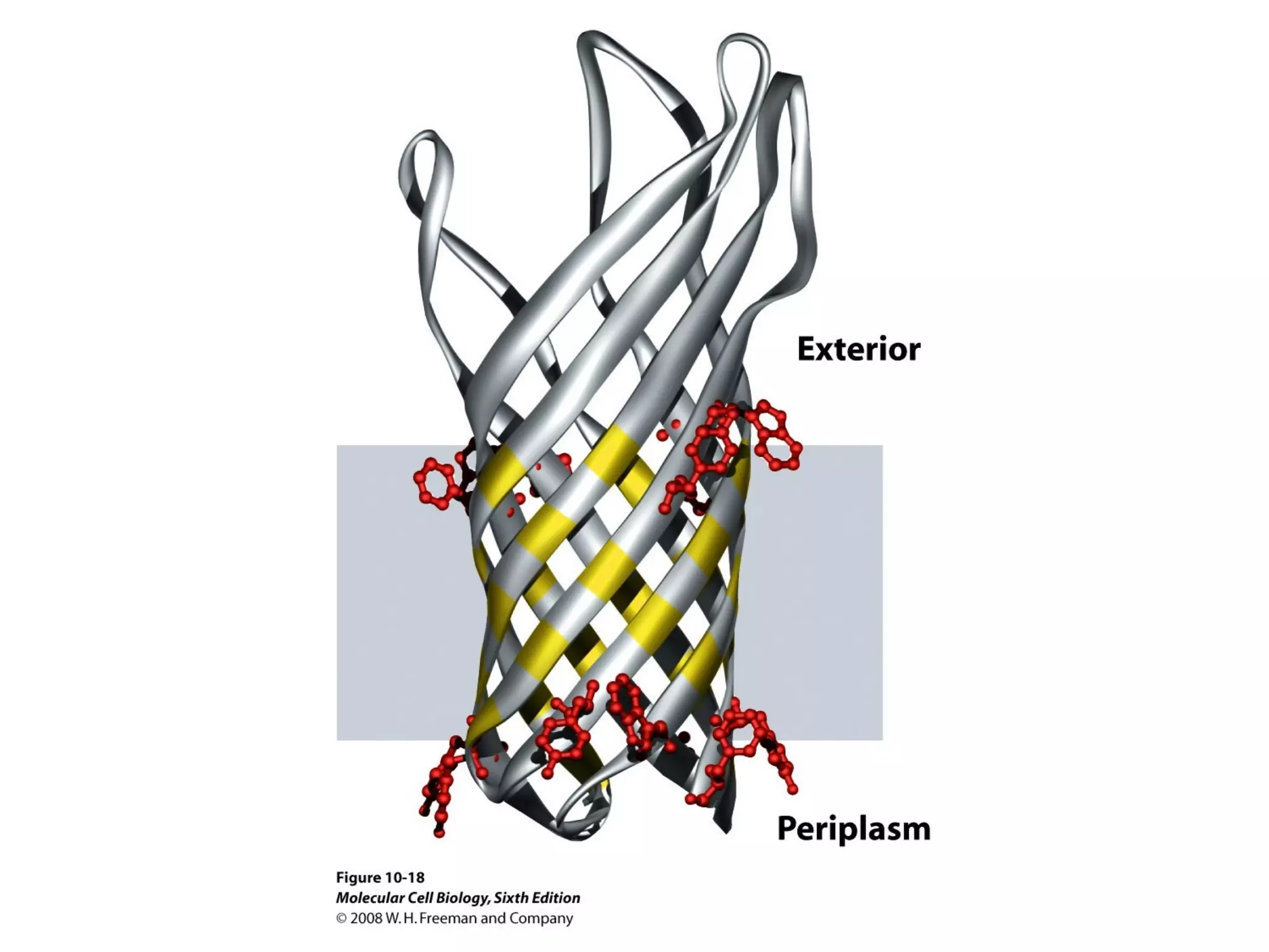 Chapter10 biomembranestructure-140105093829-phpapp02