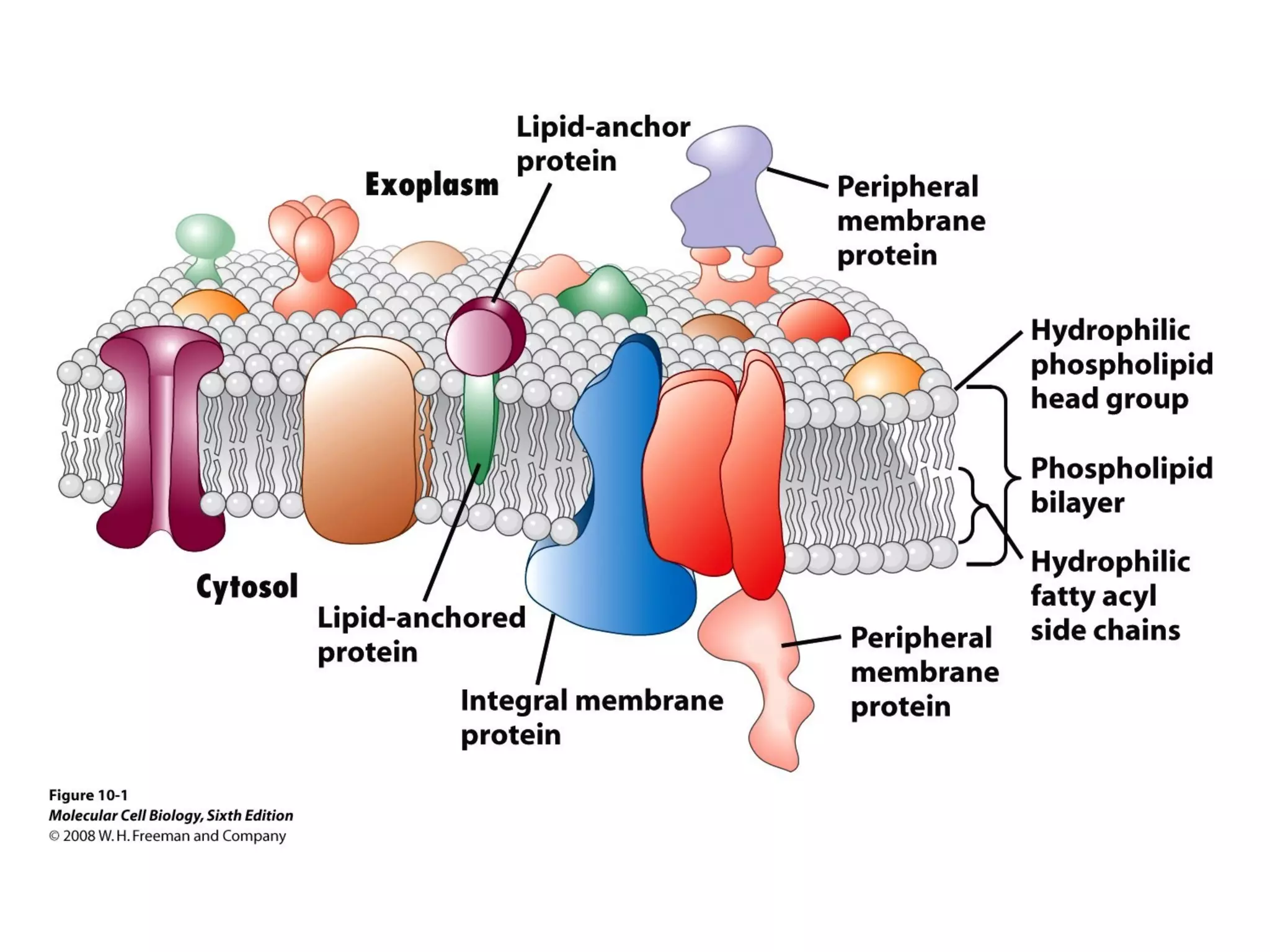 Chapter10 biomembranestructure-140105093829-phpapp02