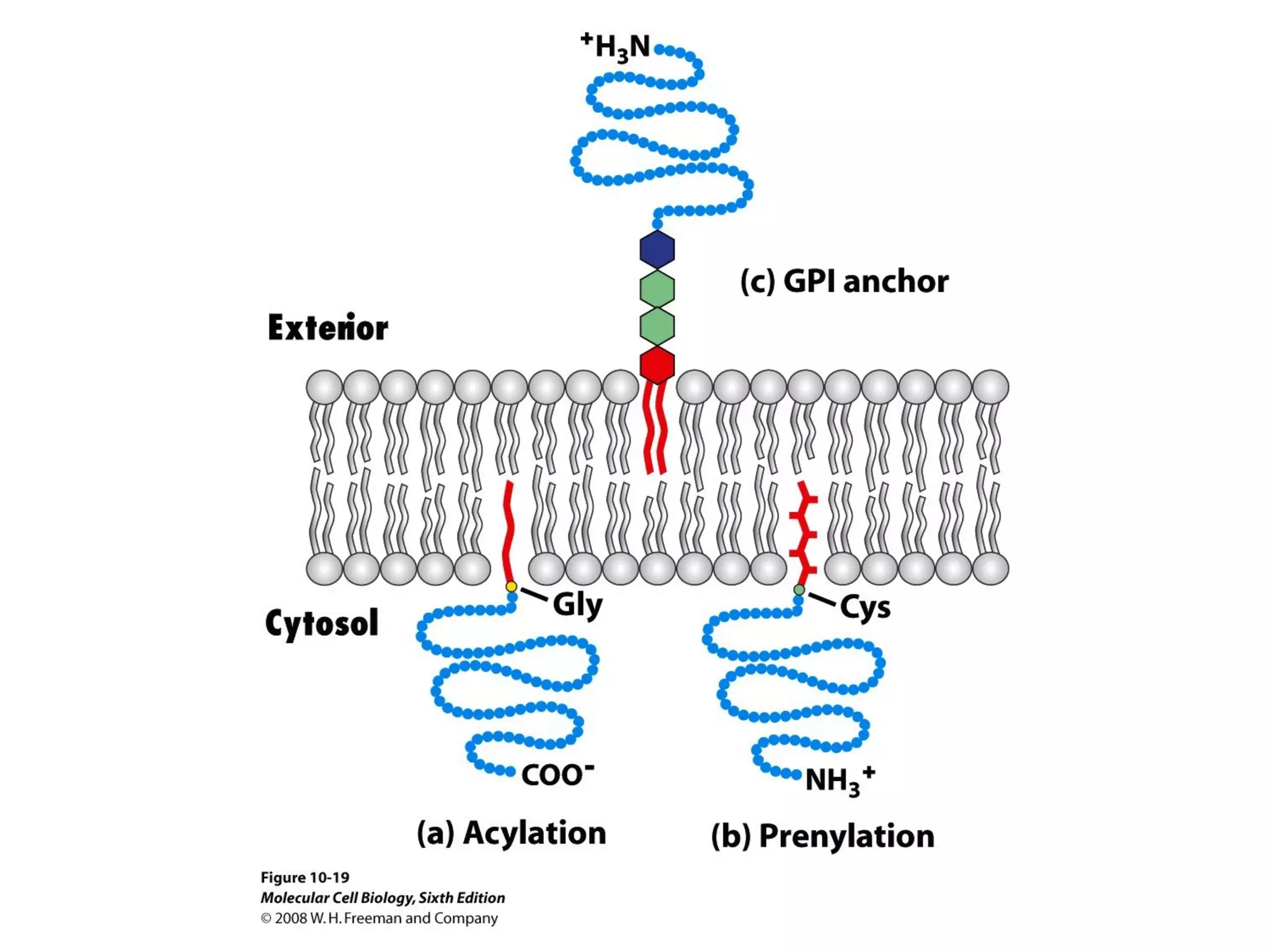 Chapter10 biomembranestructure-140105093829-phpapp02
