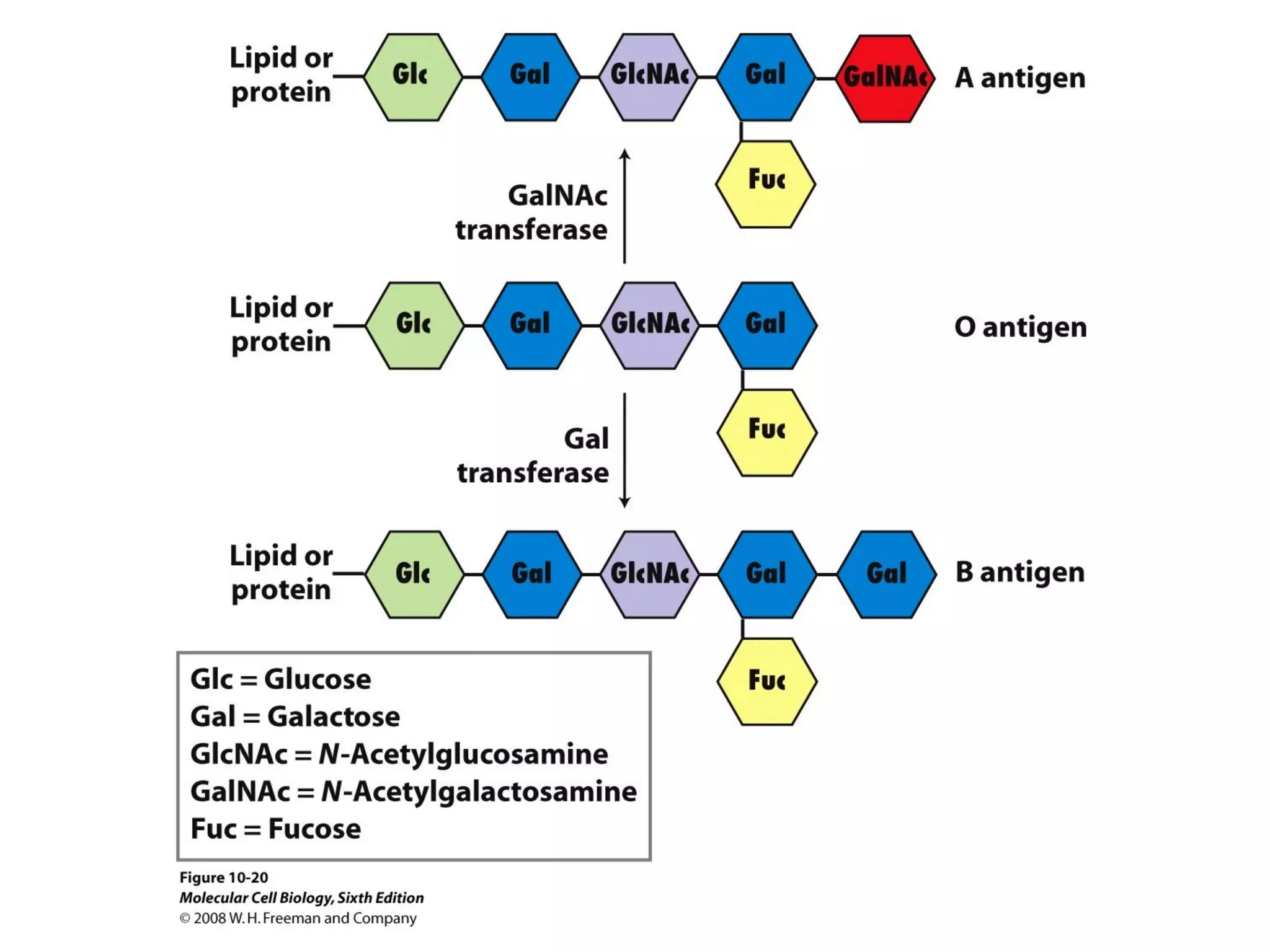 Chapter10 biomembranestructure-140105093829-phpapp02