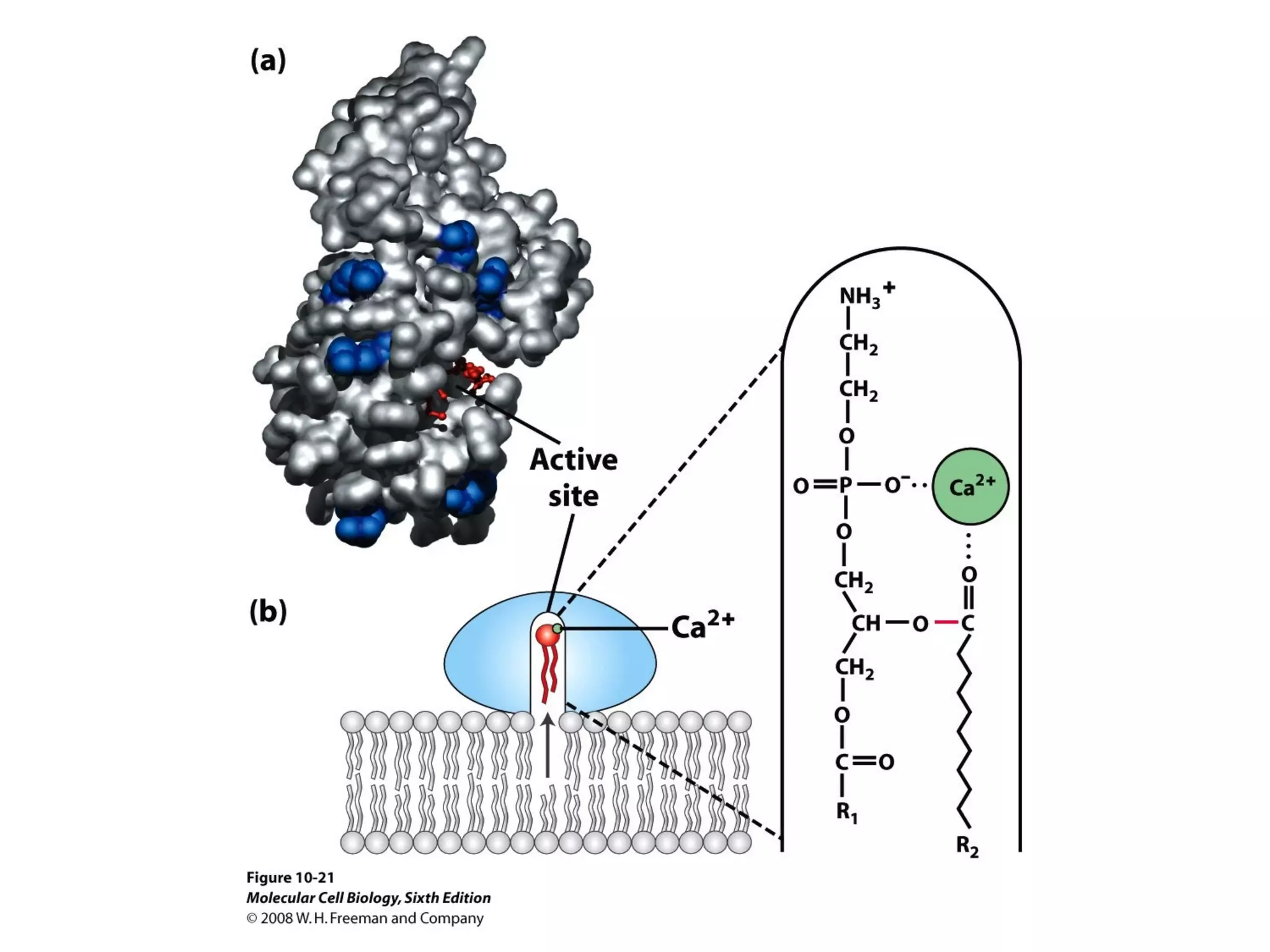 Chapter10 biomembranestructure-140105093829-phpapp02