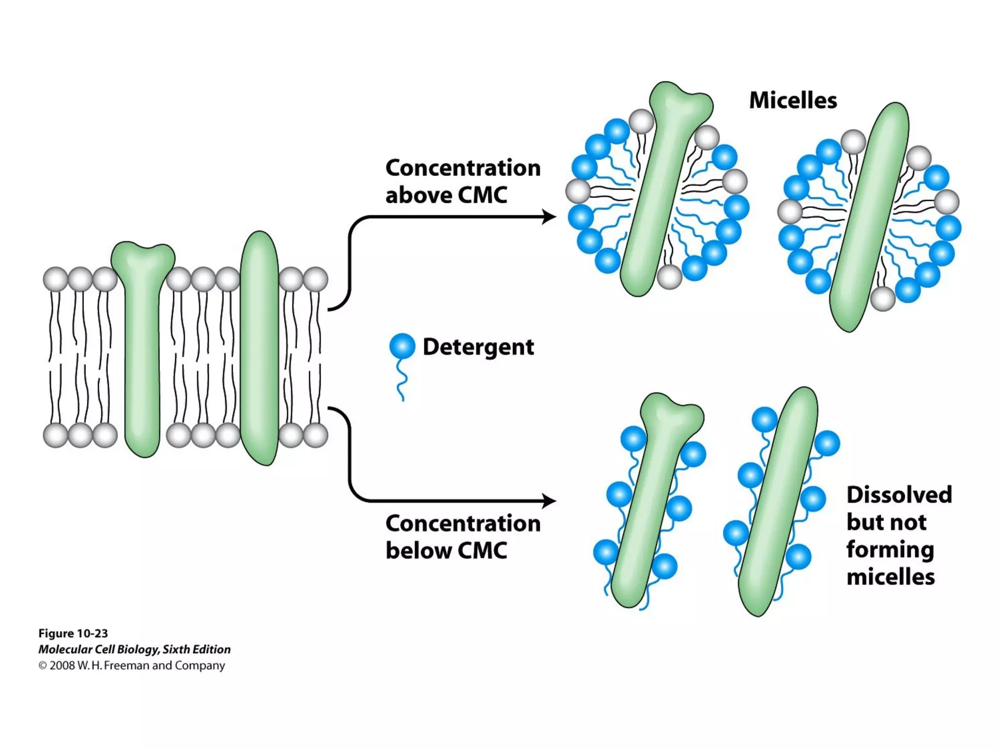 Chapter10 biomembranestructure-140105093829-phpapp02