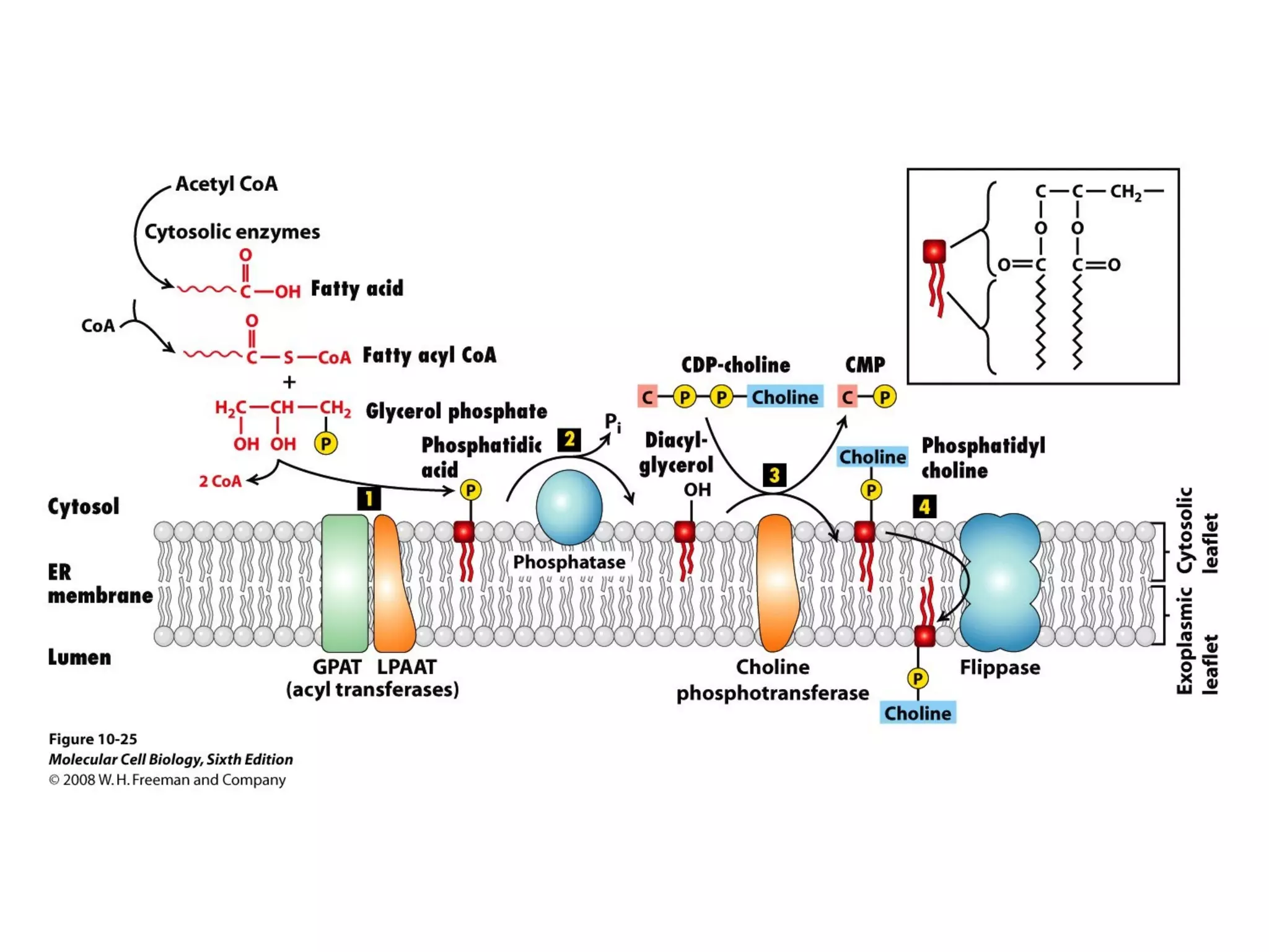 Chapter10 biomembranestructure-140105093829-phpapp02