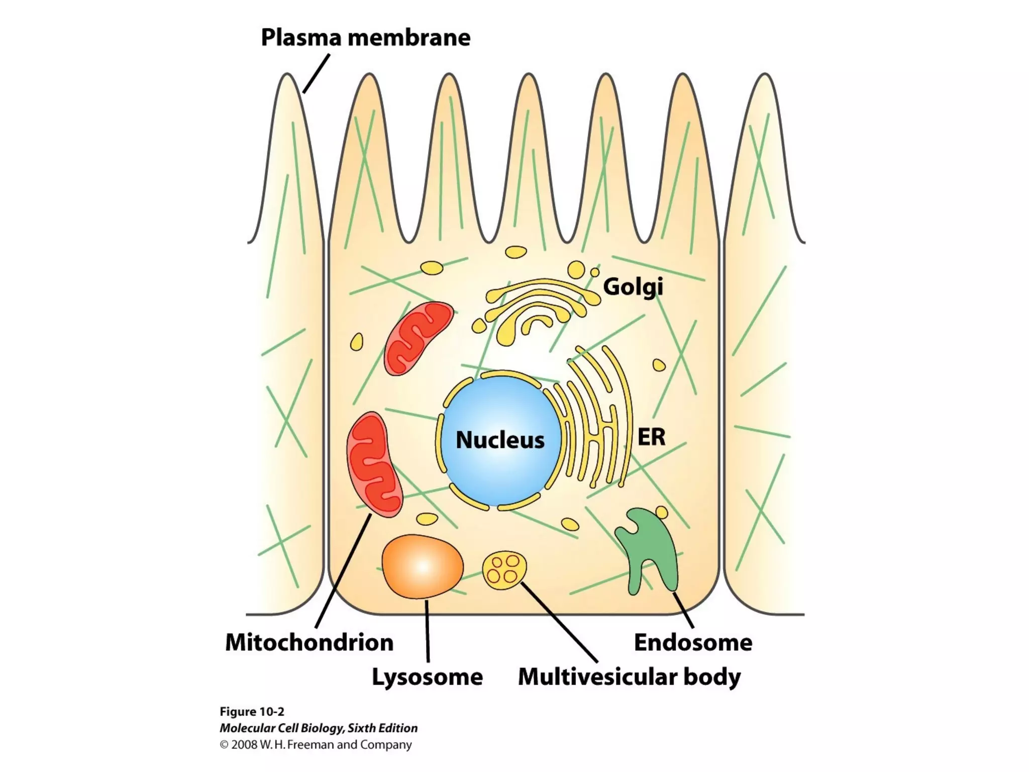 Chapter10 biomembranestructure-140105093829-phpapp02