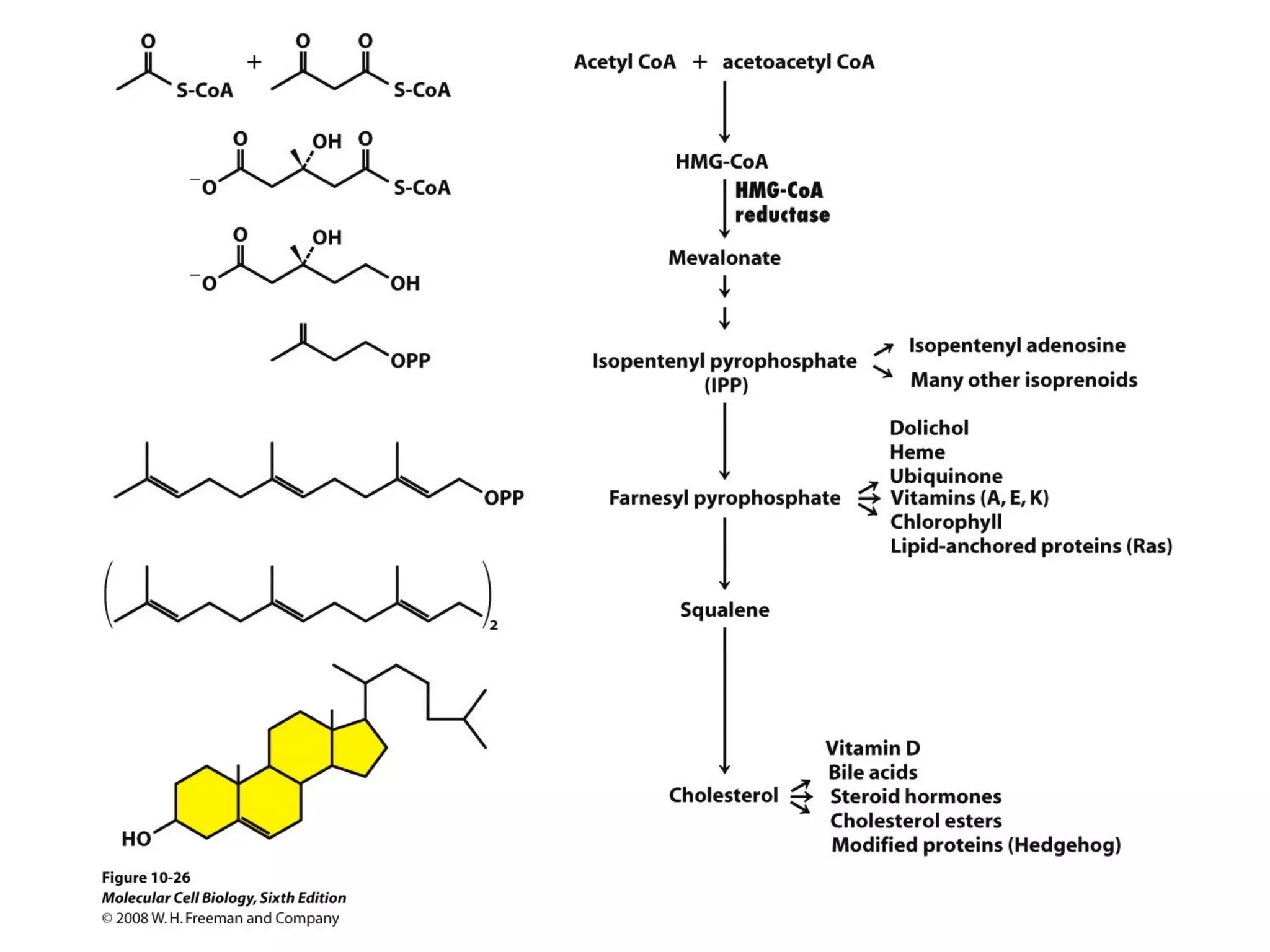 Chapter10 biomembranestructure-140105093829-phpapp02