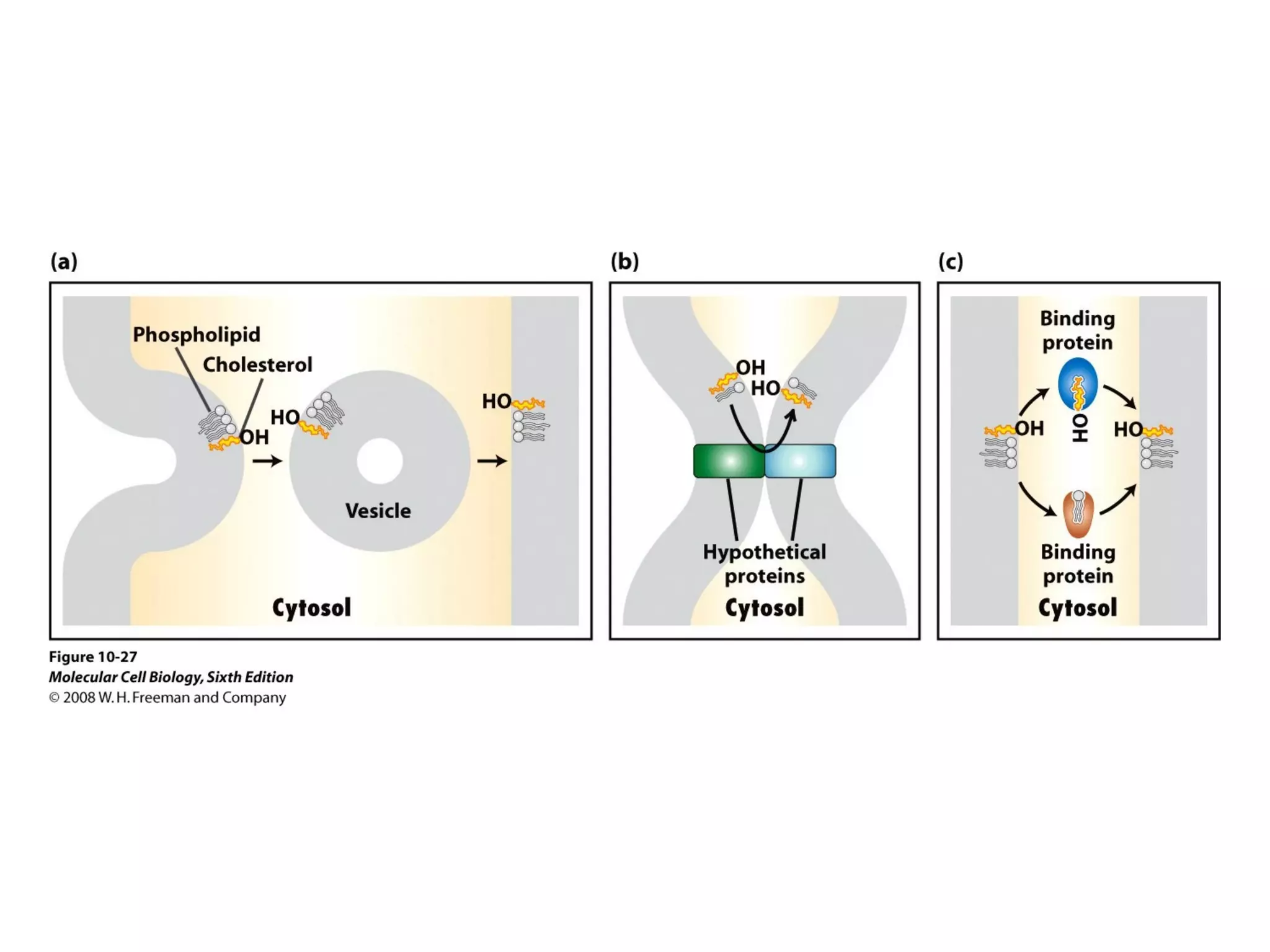 Chapter10 biomembranestructure-140105093829-phpapp02