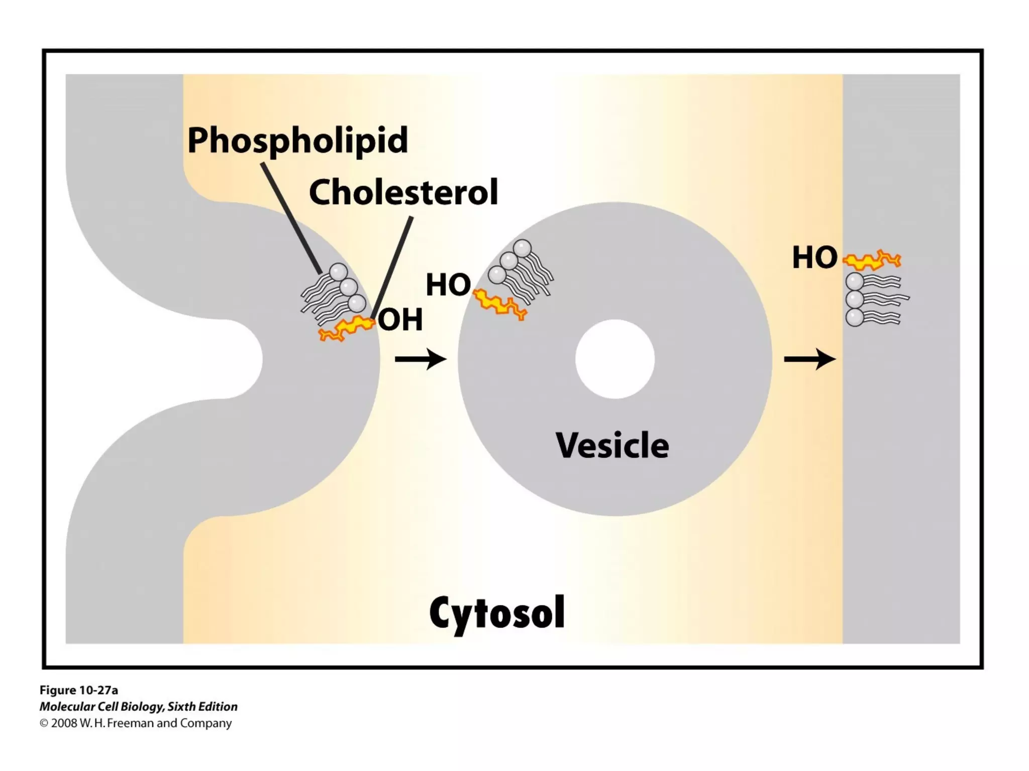 Chapter10 biomembranestructure-140105093829-phpapp02