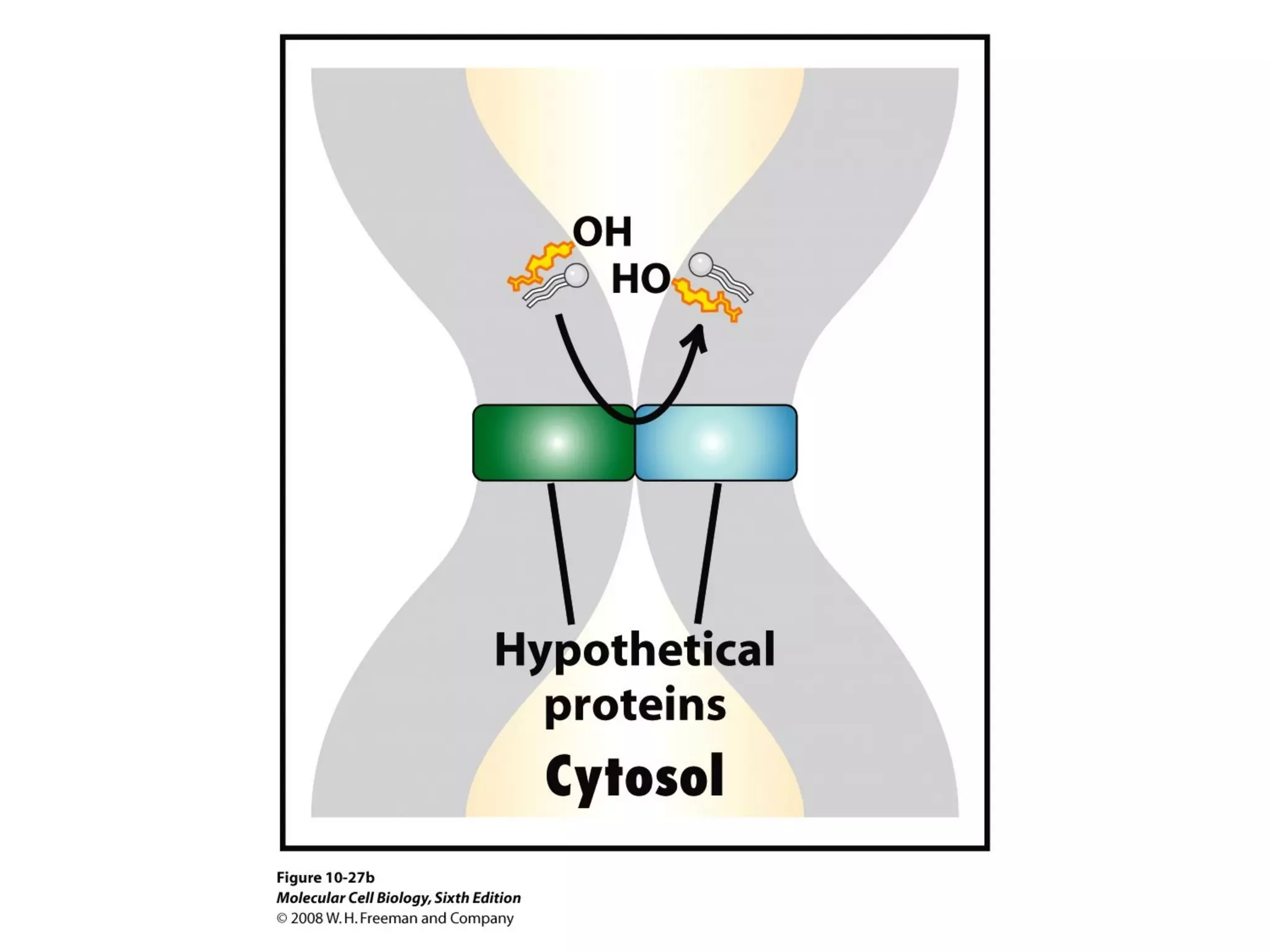 Chapter10 biomembranestructure-140105093829-phpapp02