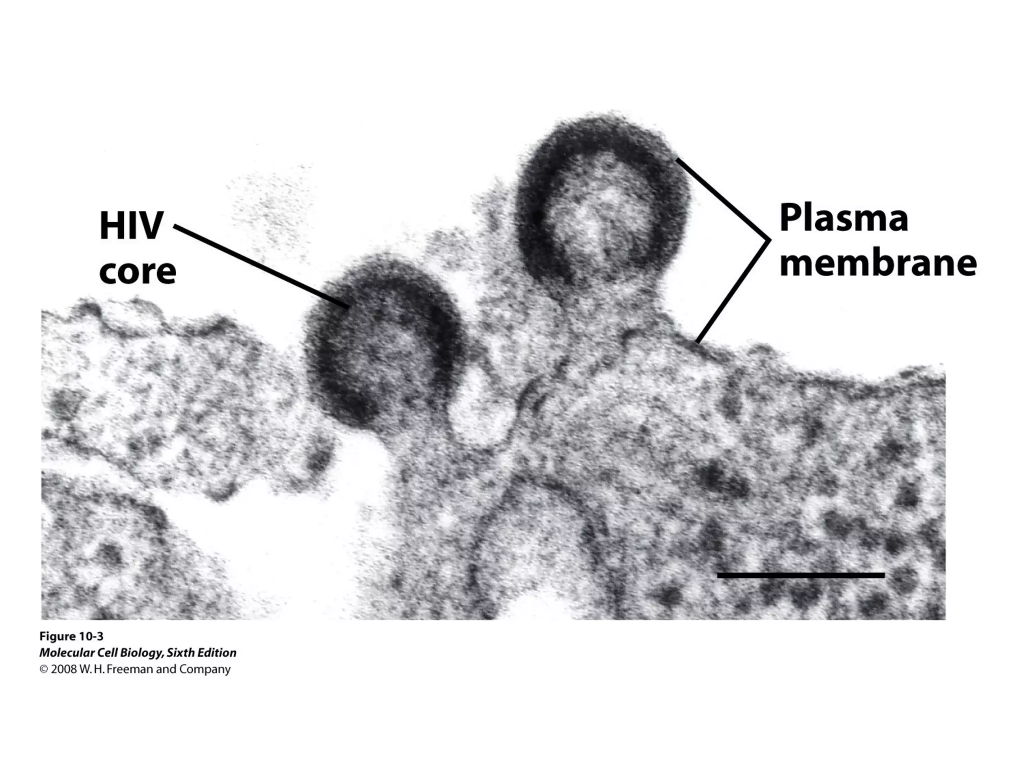 Chapter10 biomembranestructure-140105093829-phpapp02