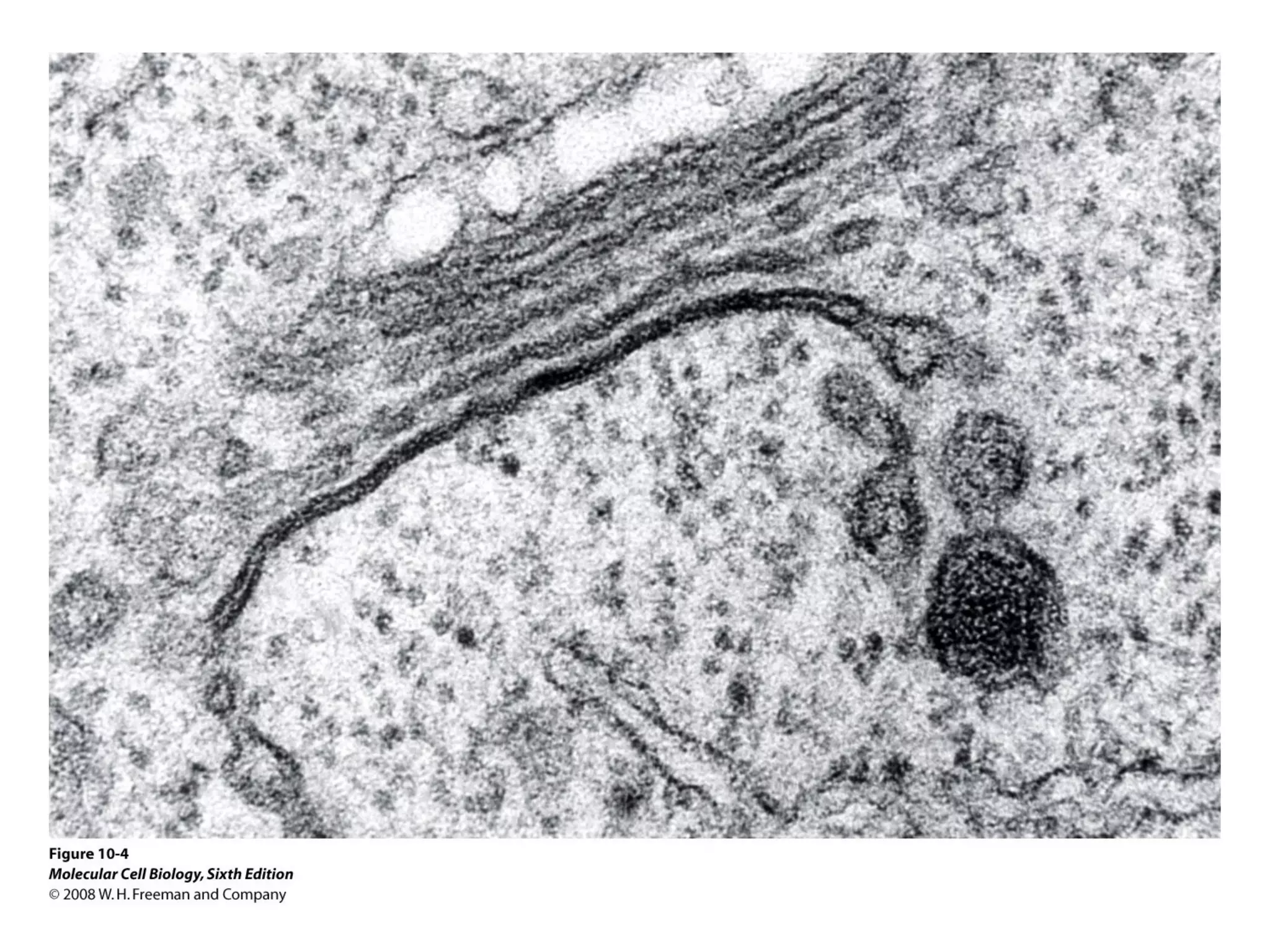Chapter10 biomembranestructure-140105093829-phpapp02