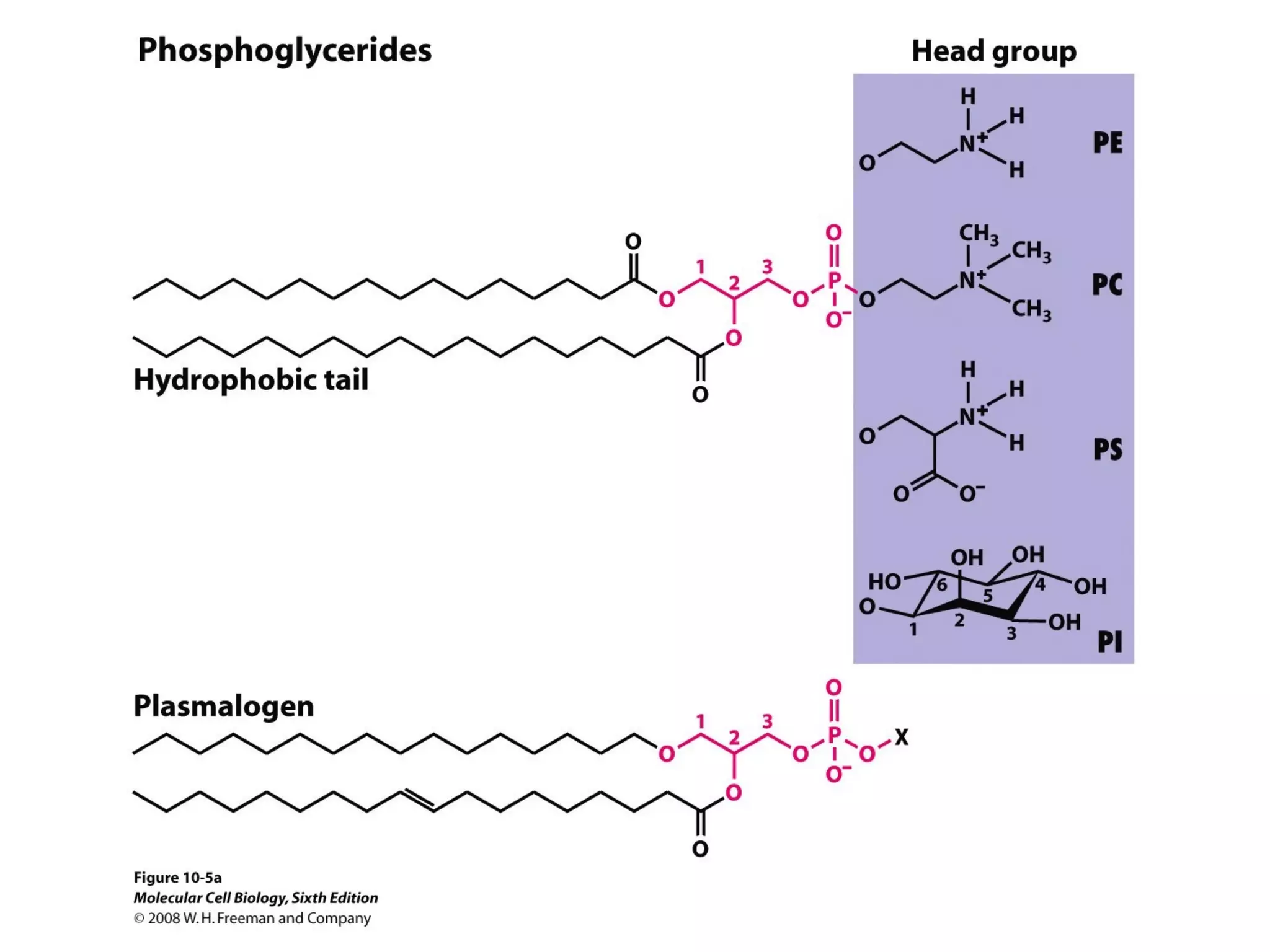 Chapter10 biomembranestructure-140105093829-phpapp02