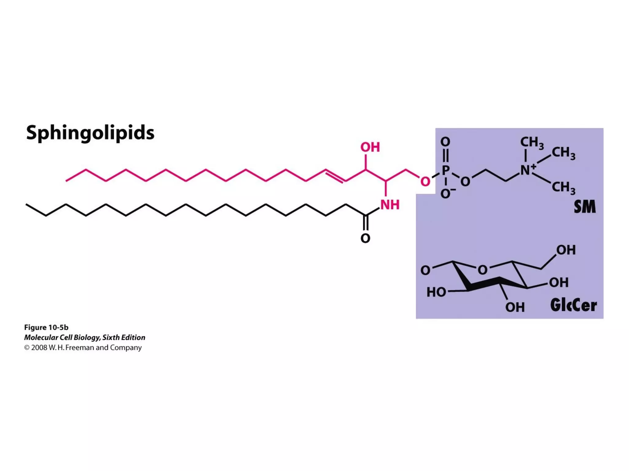 Chapter10 biomembranestructure-140105093829-phpapp02