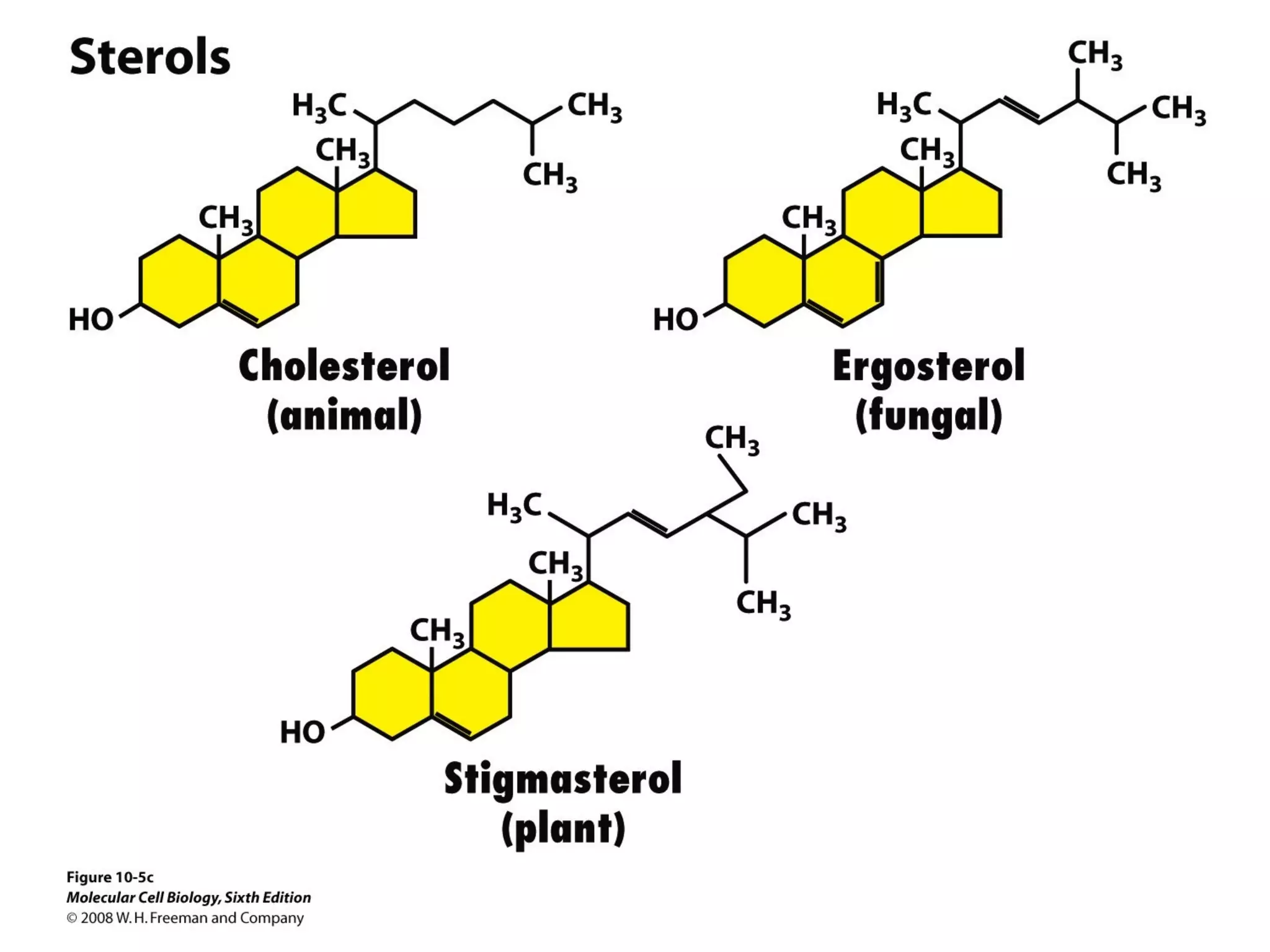 Chapter10 biomembranestructure-140105093829-phpapp02