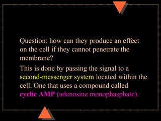Question: how can they produce an effect
on the cell if they cannot penetrate the
membrane?
This is done by passing the signal to a
second-messenger system located within the
cell. One that uses a compound called
cyclic AMP (adenosine monophasphate).
 