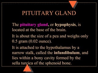 PITUITARY GLAND
The pituitary gland, or hypophysis, is
located at the base of the brain.
It is about the size of a pea and weighs only
0.5 gram (0.02 ounce).
It is attached to the hypothalamus by a
narrow stalk, called the infundibulum, and
lies within a bony cavity formed by the
sella turcica of the sphenoid bone.
 