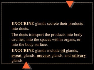 EXOCRINE glands secrete their products
into ducts.
The ducts transport the products into body
cavities, into the spaces within organs, or
into the body surface.
EXOCRINE glands include oil glands,
sweat glands, mucous glands, and salivary
glands.
 