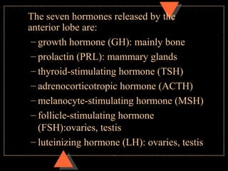 The seven hormones released by the
anterior lobe are:
– growth hormone (GH): mainly bone
– prolactin (PRL): mammary glands
– thyroid-stimulating hormone (TSH)
– adrenocorticotropic hormone (ACTH)
– melanocyte-stimulating hormone (MSH)
– follicle-stimulating hormone
(FSH):ovaries, testis
– luteinizing hormone (LH): ovaries, testis
 