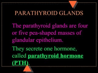 PARATHYROID GLANDS
The parathyroid glands are four
or five pea-shaped masses of
glandular epithelium.
They secrete one hormone,
called parathyroid hormone
(PTH).
 