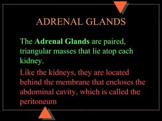 ADRENAL GLANDS
The Adrenal Glands are paired,
triangular masses that lie atop each
kidney.
Like the kidneys, they are located
behind the membrane that encloses the
abdominal cavity, which is called the
peritoneum
 