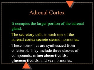 Adrenal Cortex
It occupies the larger portion of the adrenal
gland.
The secretory cells in each one of the
adrenal cortex secrete steroid hormones.
These hormones are synthesized from
colesterol. They include three classes of
compounds: mineralocorticoids,
glucocorticoids, and sex hormones.
 